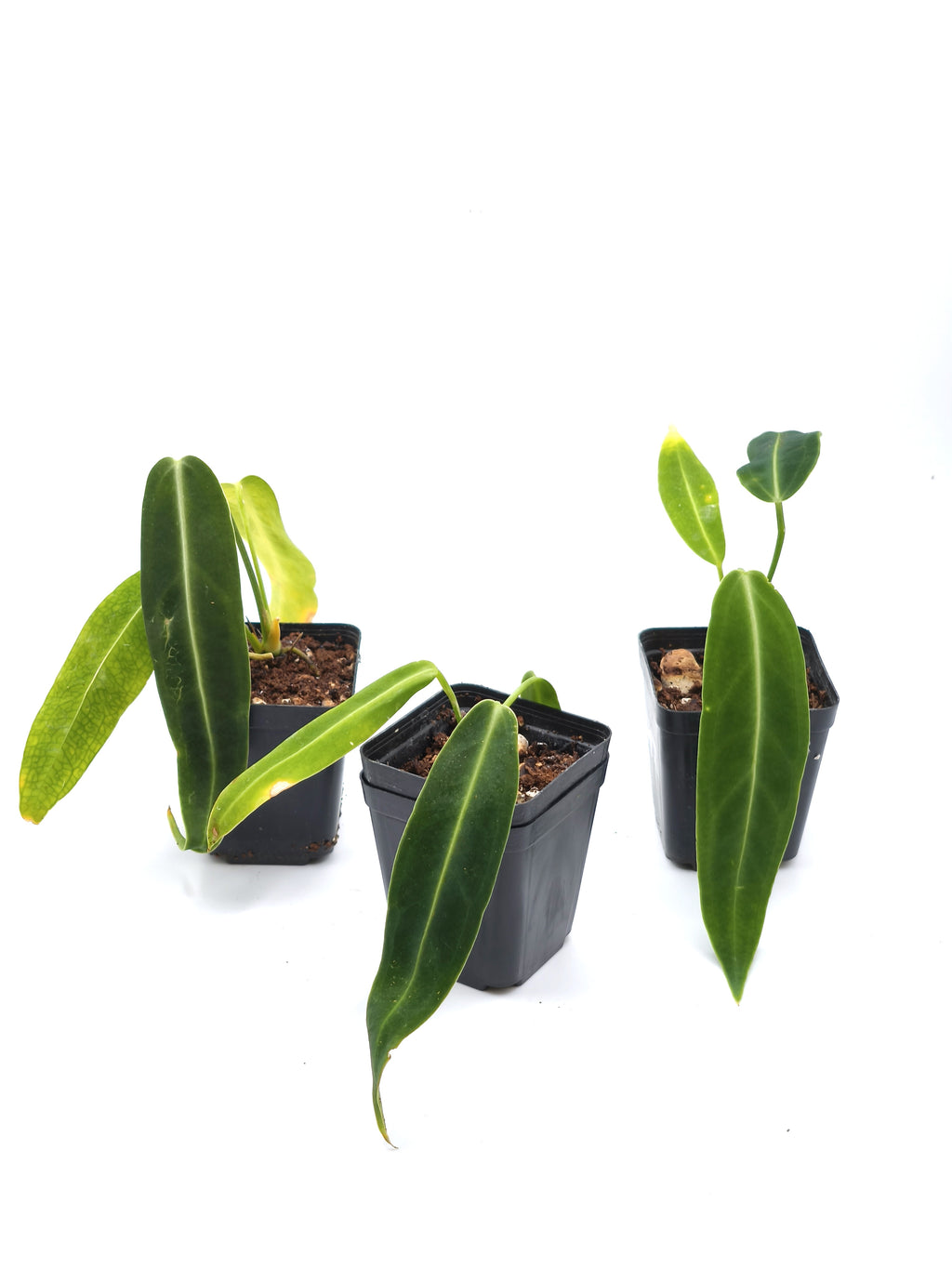 Anthurium Warocqueanum
