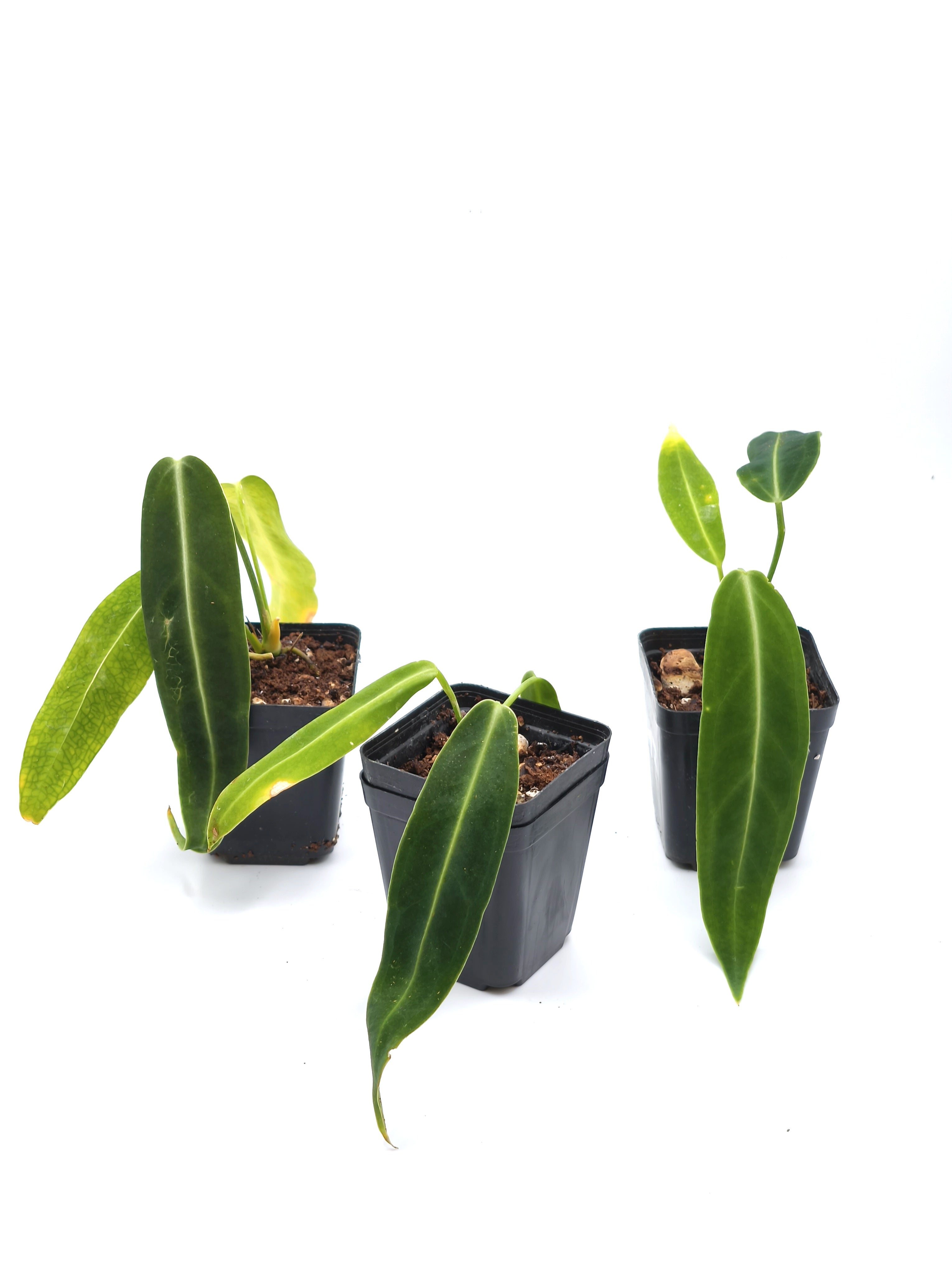 Anthurium Warocqueanum