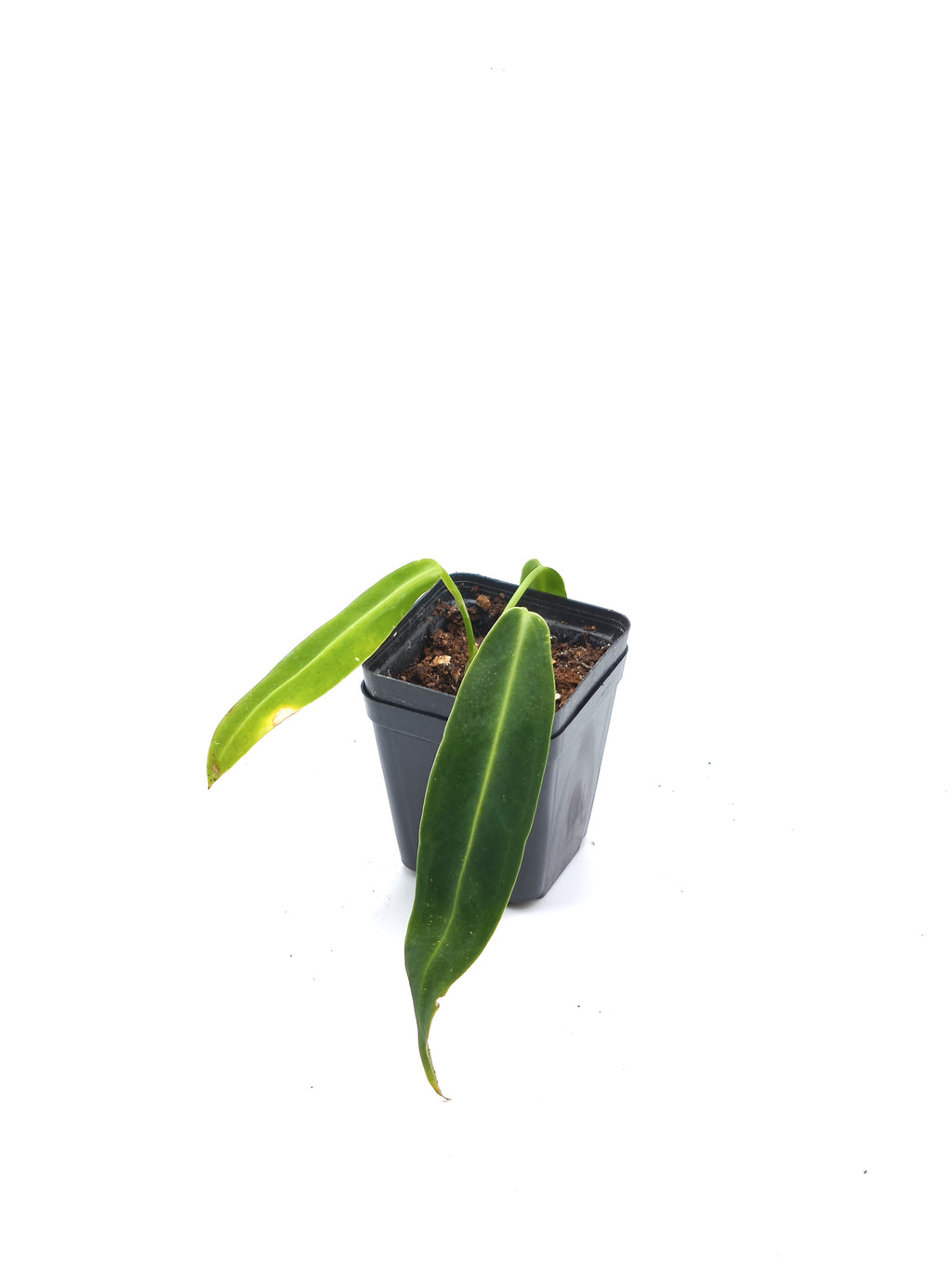 Anthurium Warocqueanum