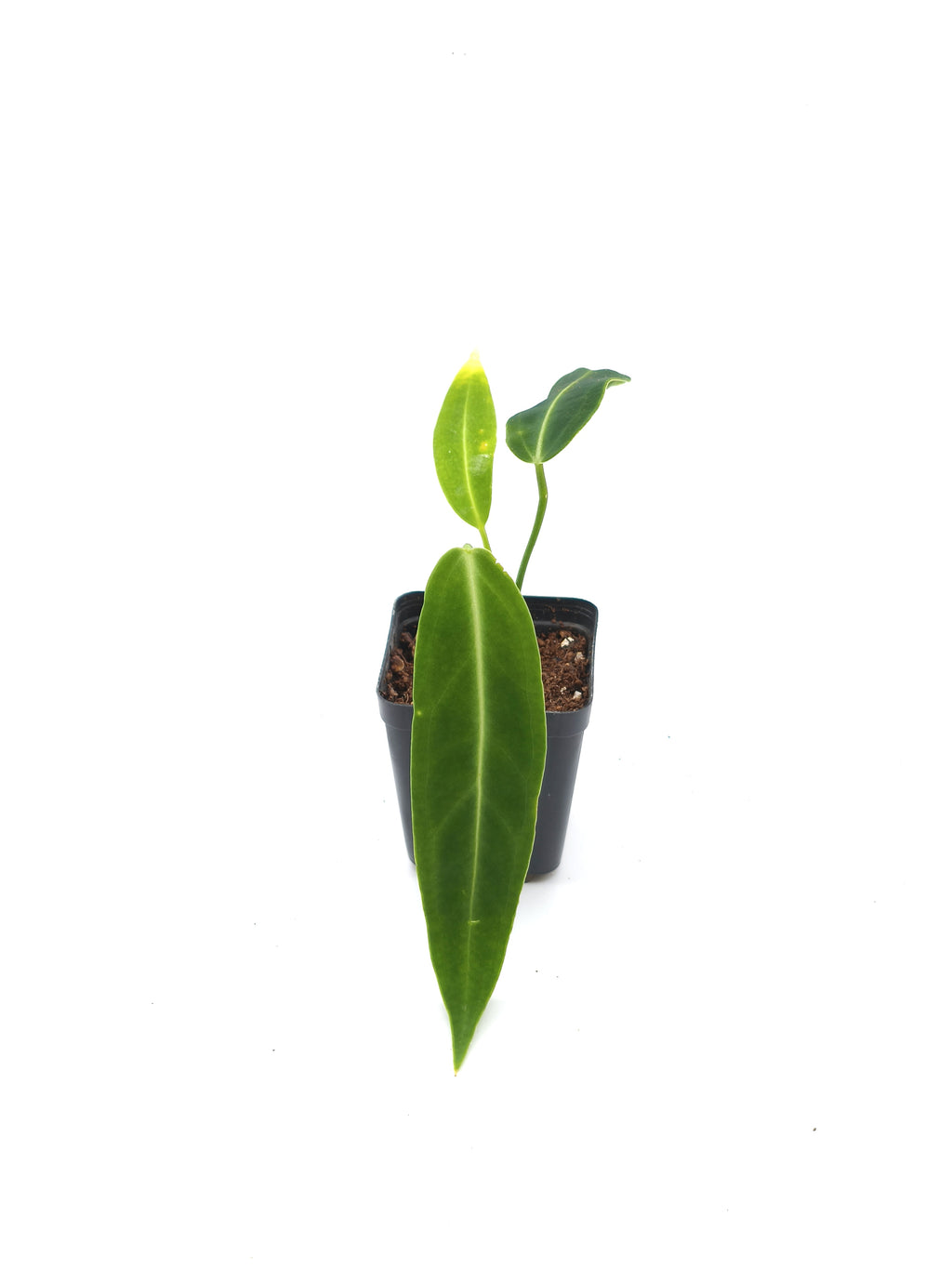 Anthurium Warocqueanum