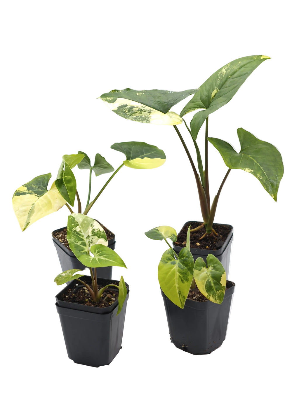 Syngonium Aurea Variegata