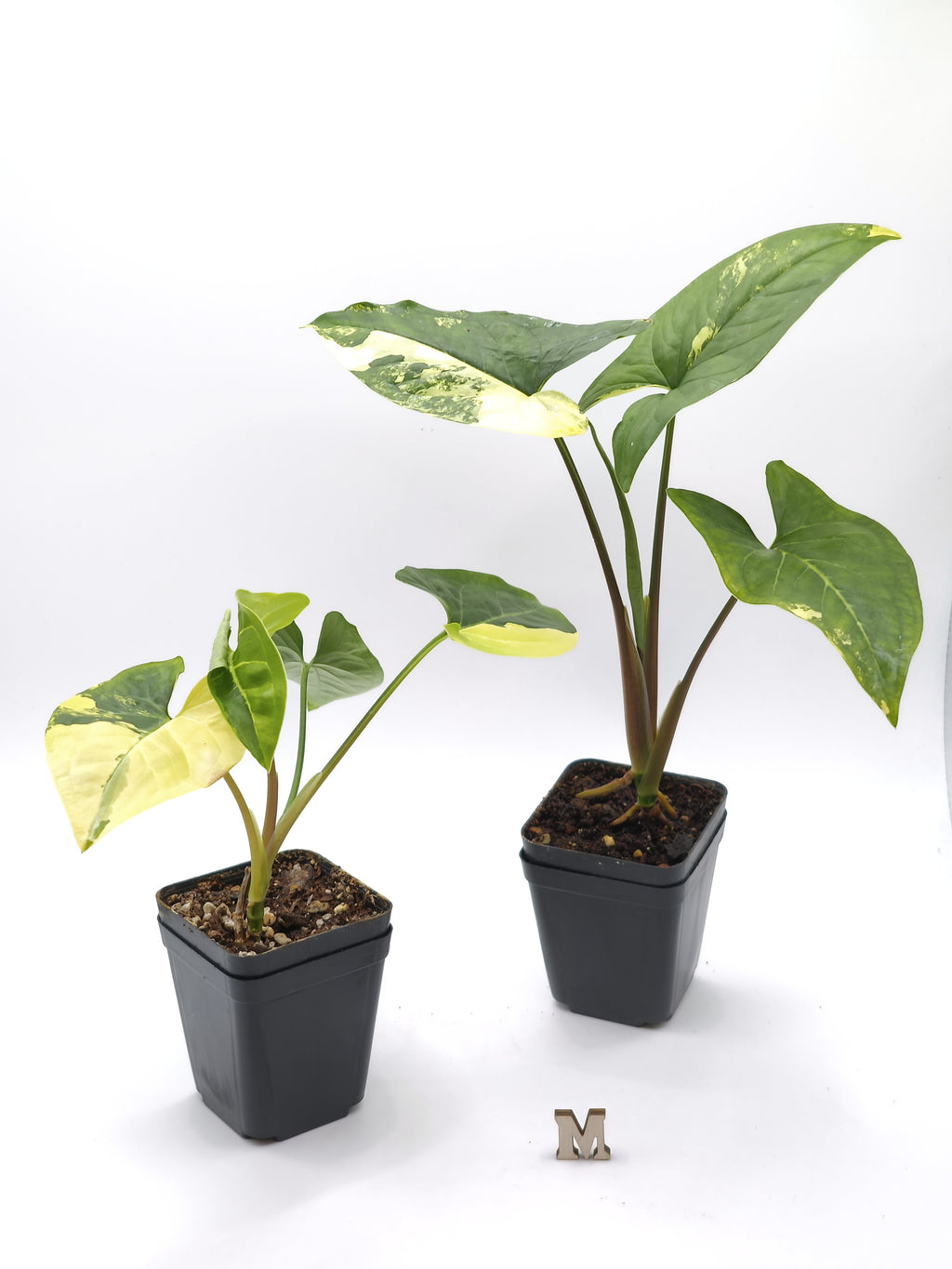 Syngonium Aurea Variegata