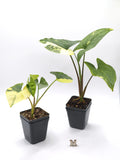 Syngonium Aurea Variegata