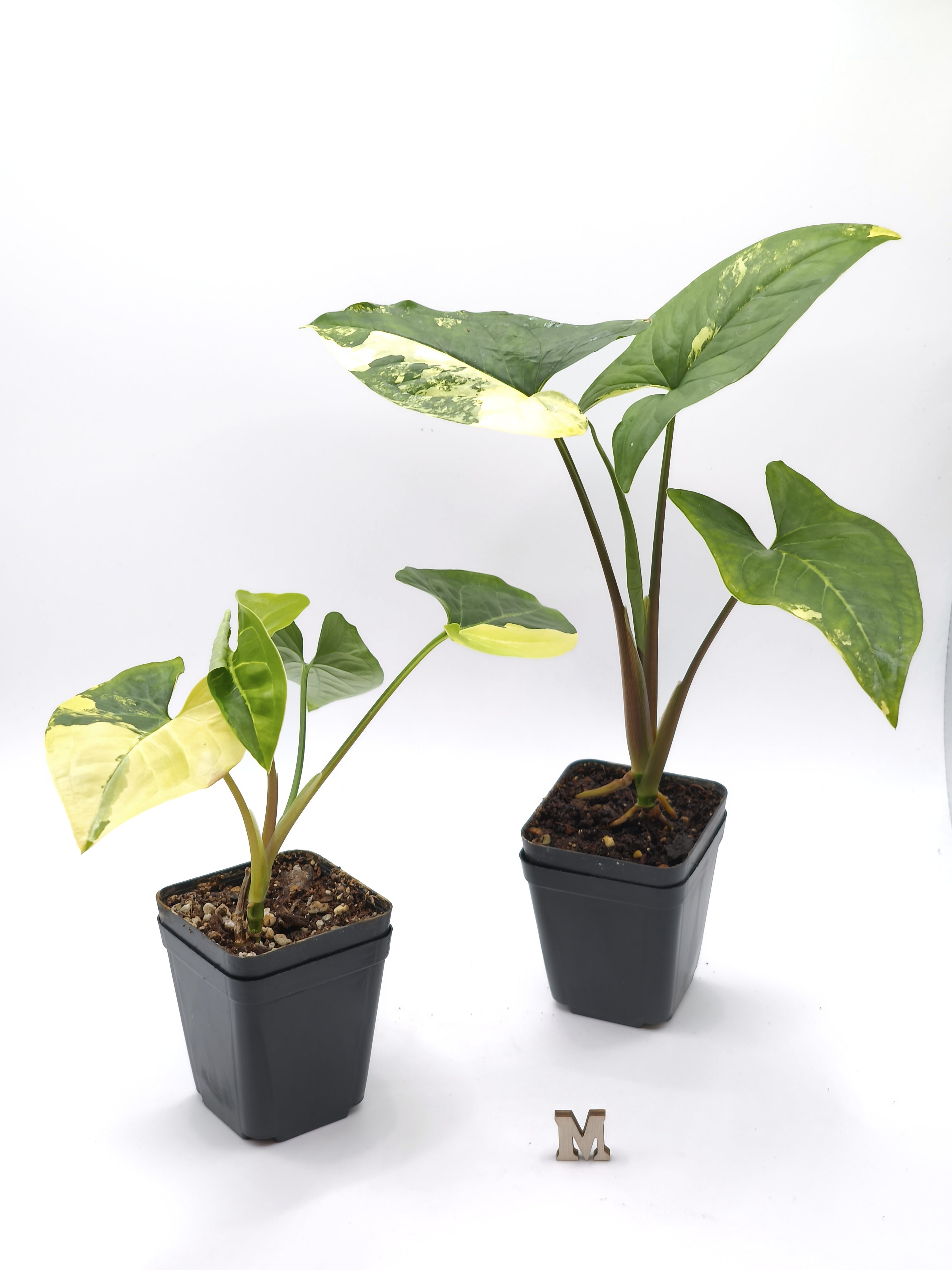Syngonium Aurea Variegata