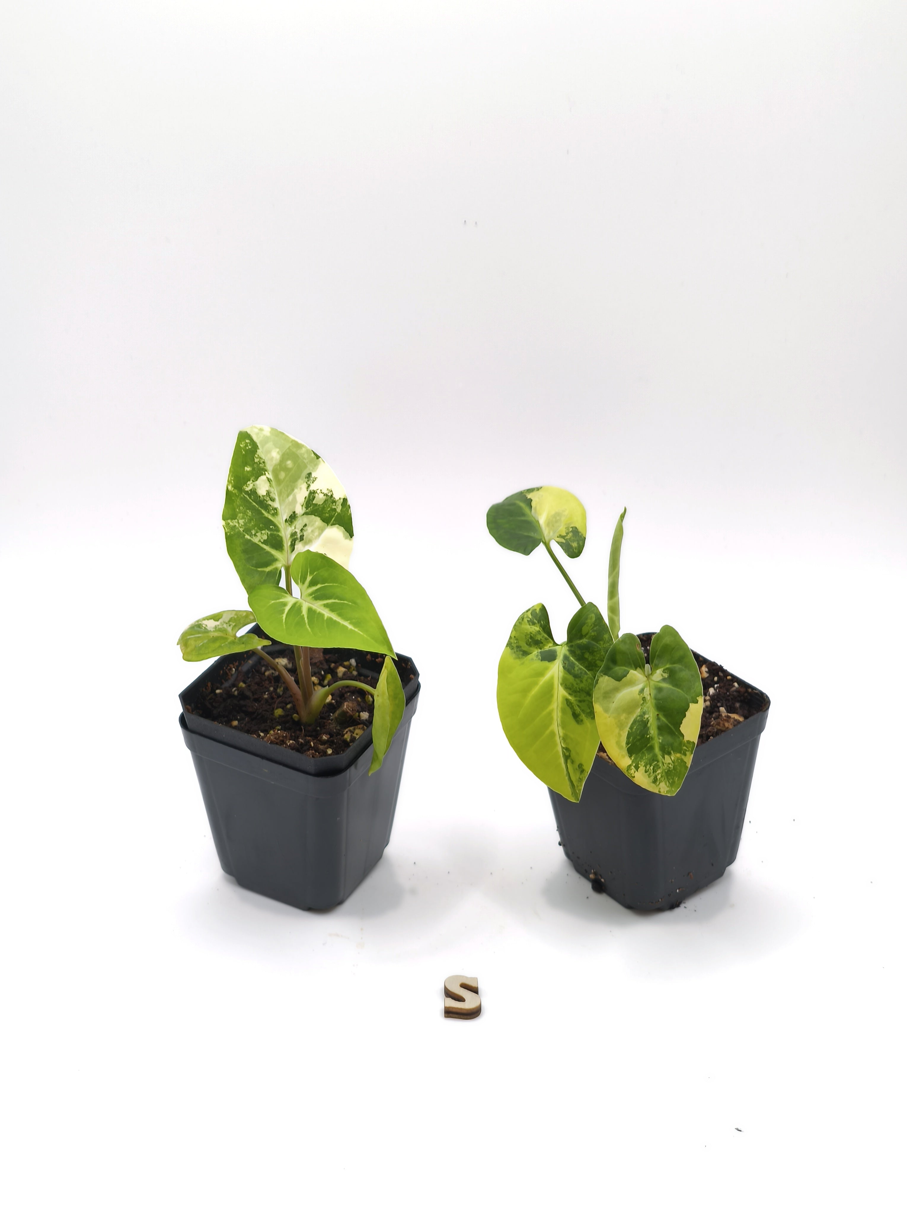 Syngonium Aurea Variegata