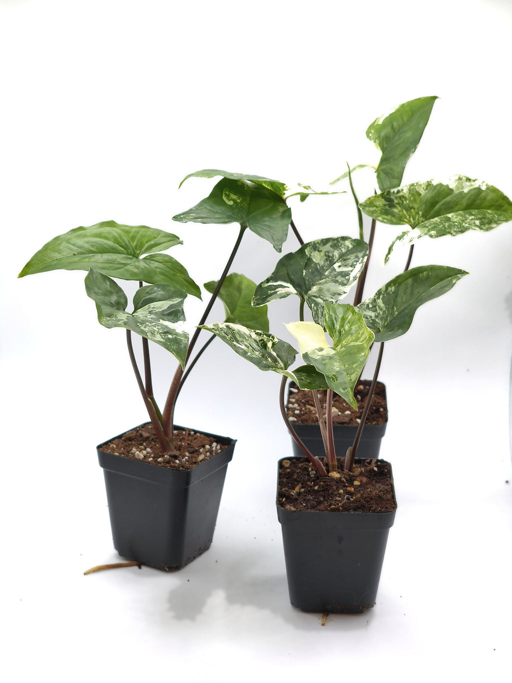 Syngonium Albo Variegata