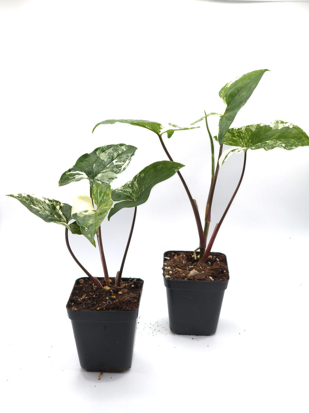 Syngonium Albo Variegata