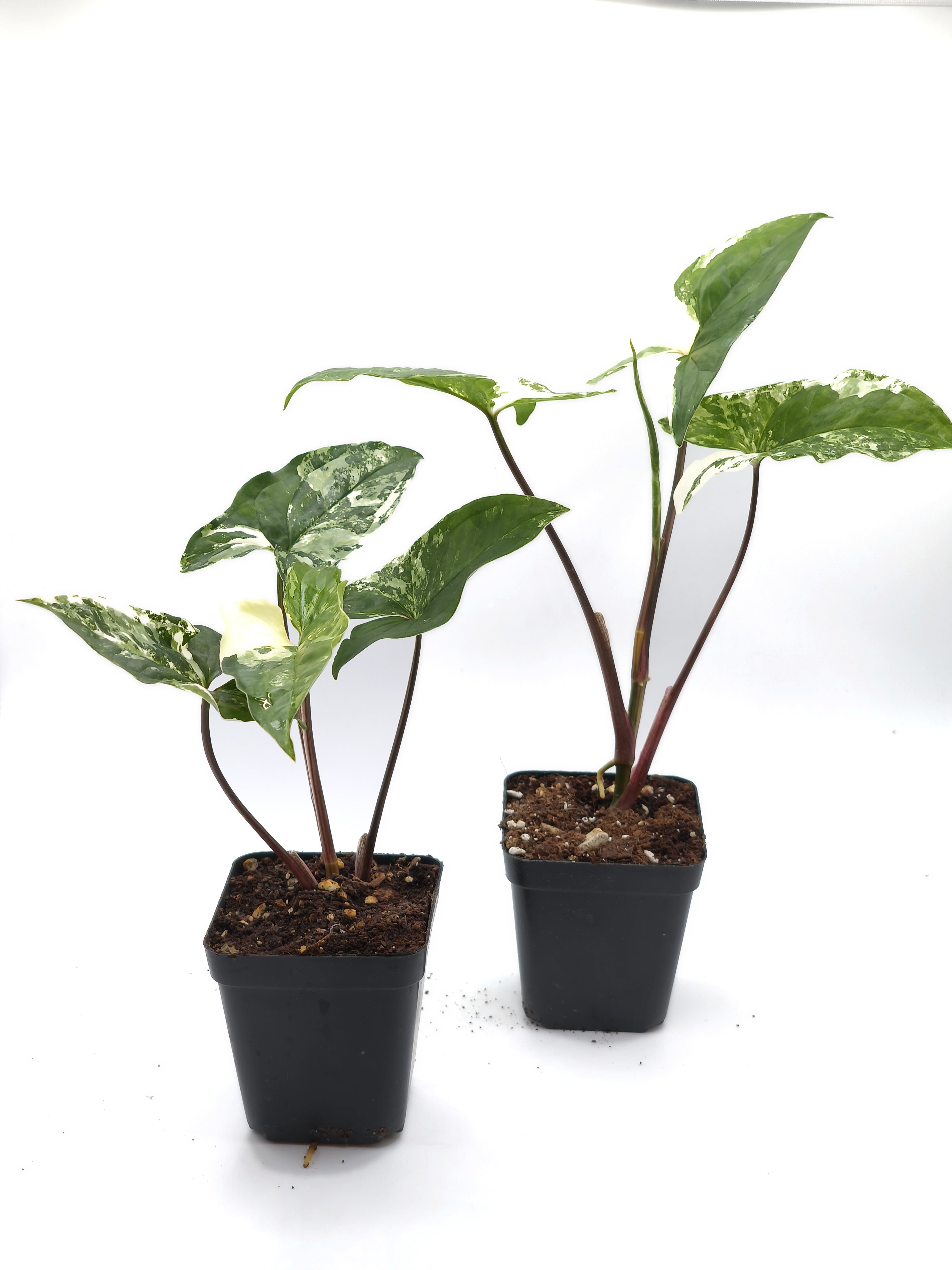 Syngonium Albo Variegata