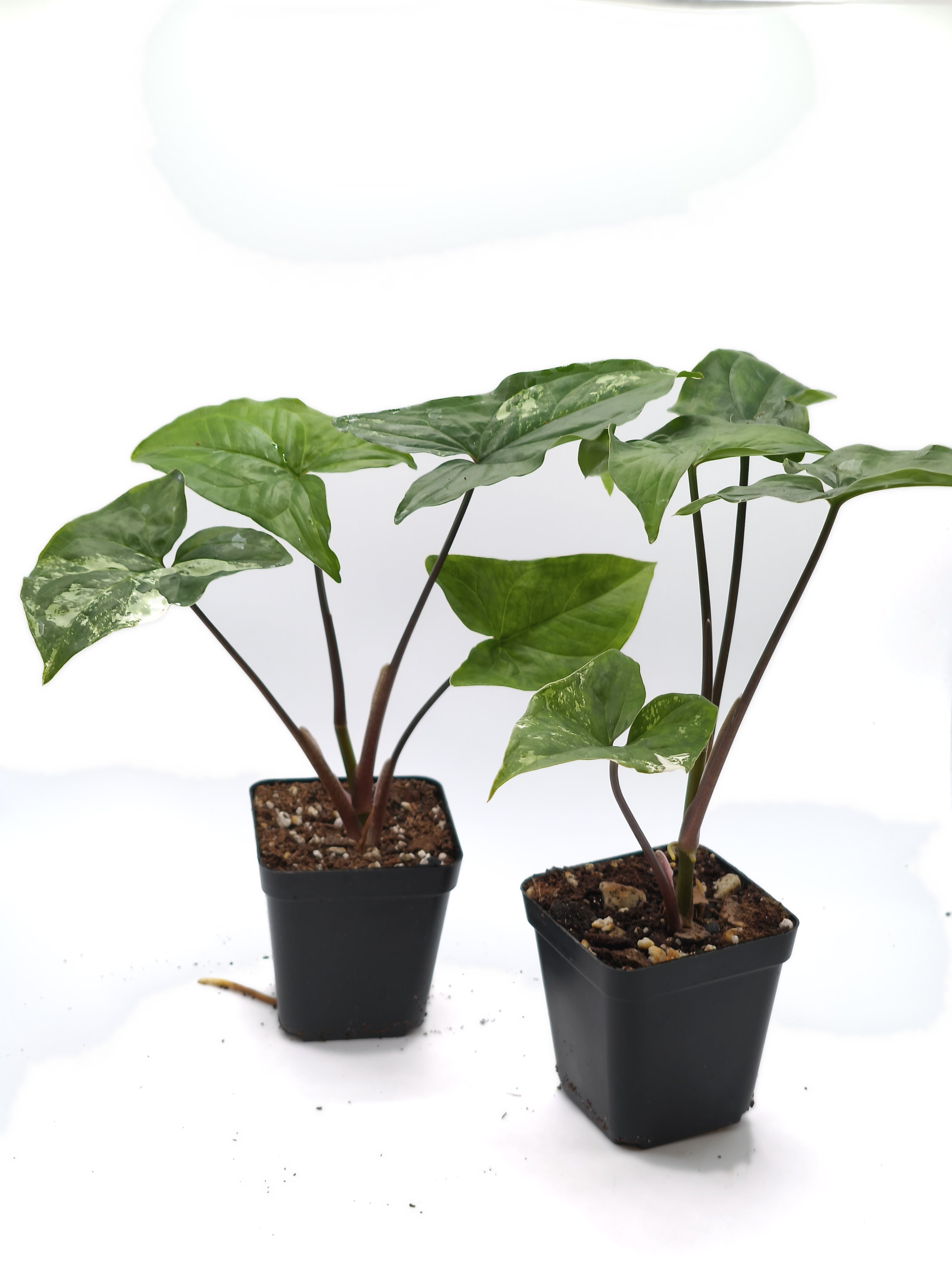 Syngonium Albo Variegata
