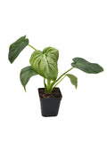 Philodendron Pastazanum