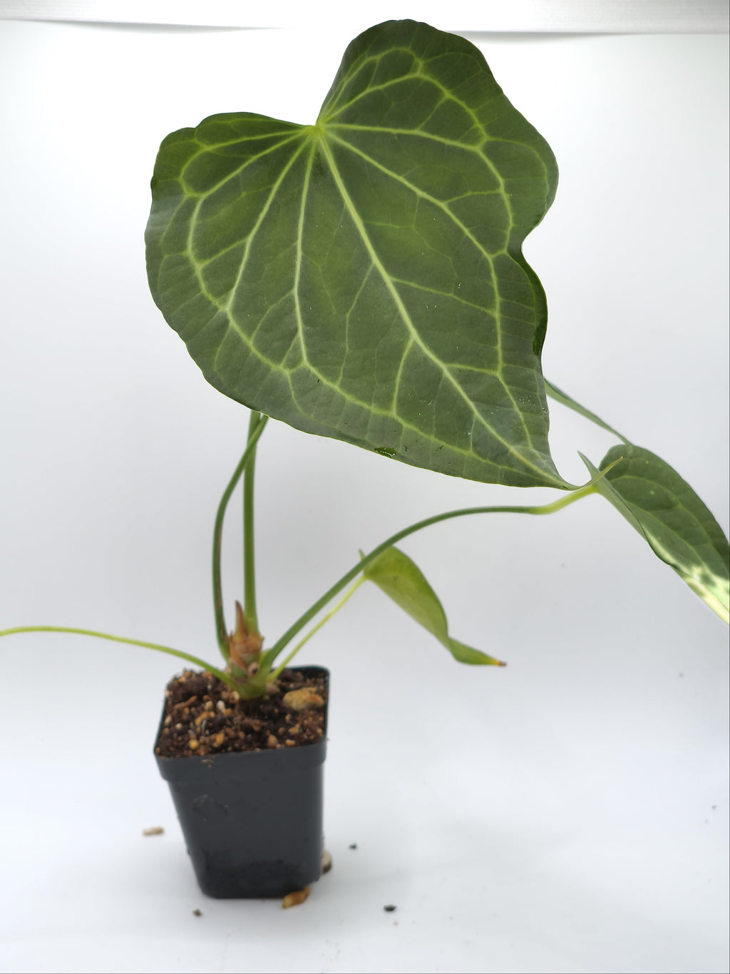 Anthurium Delta Force