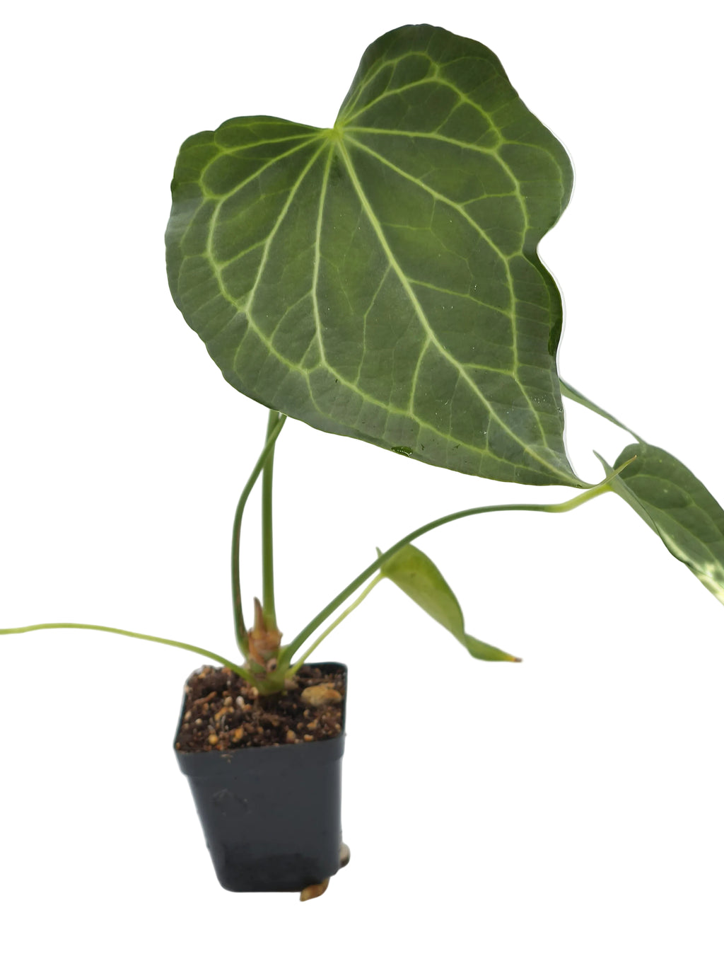 Anthurium Delta Force