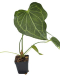Anthurium Delta Force