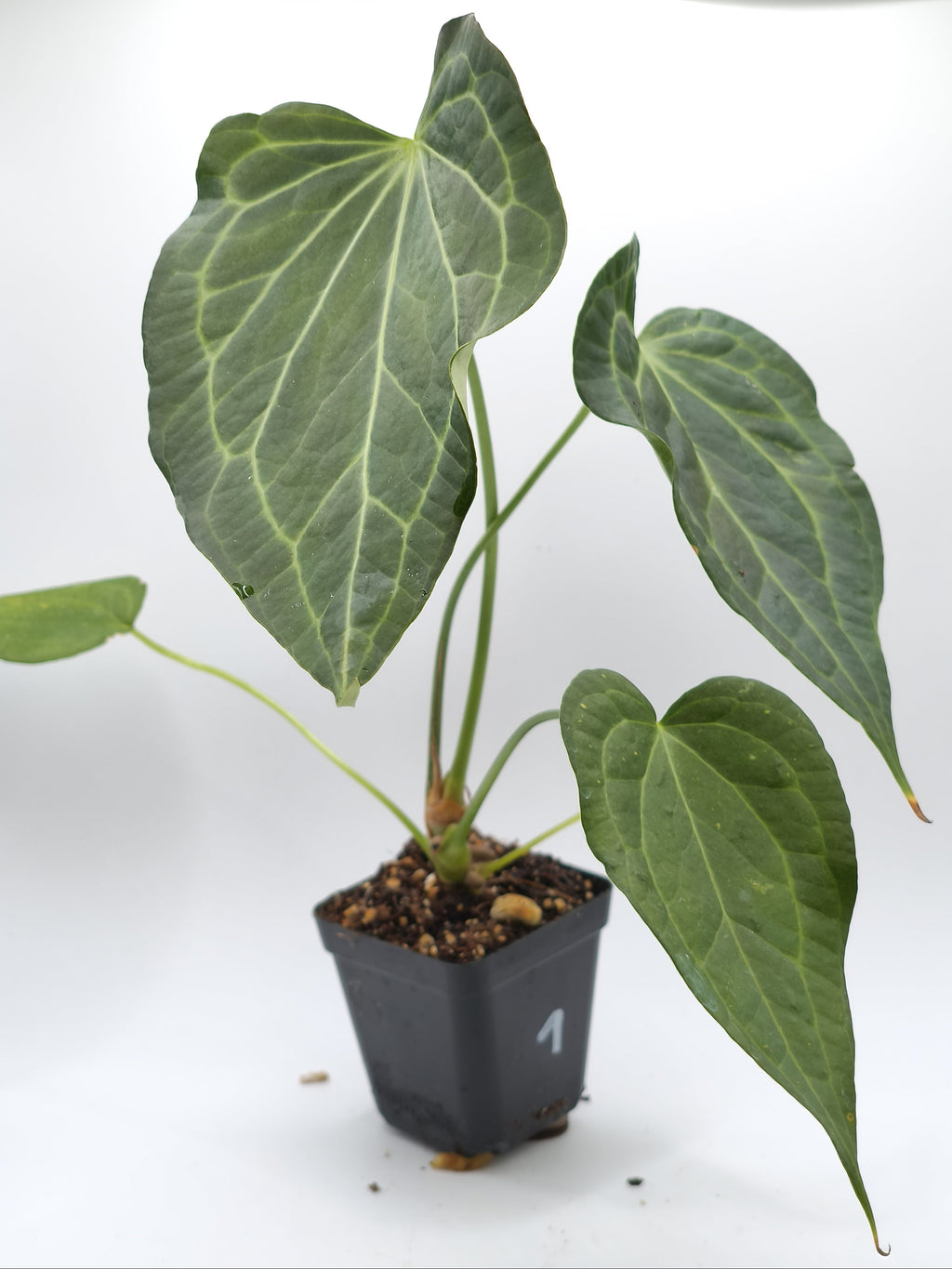 Anthurium Delta Force