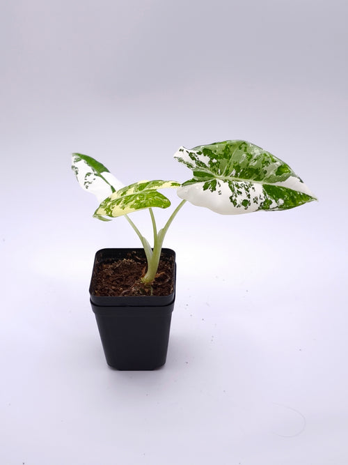 Alocasia Frydek Albo Variegata