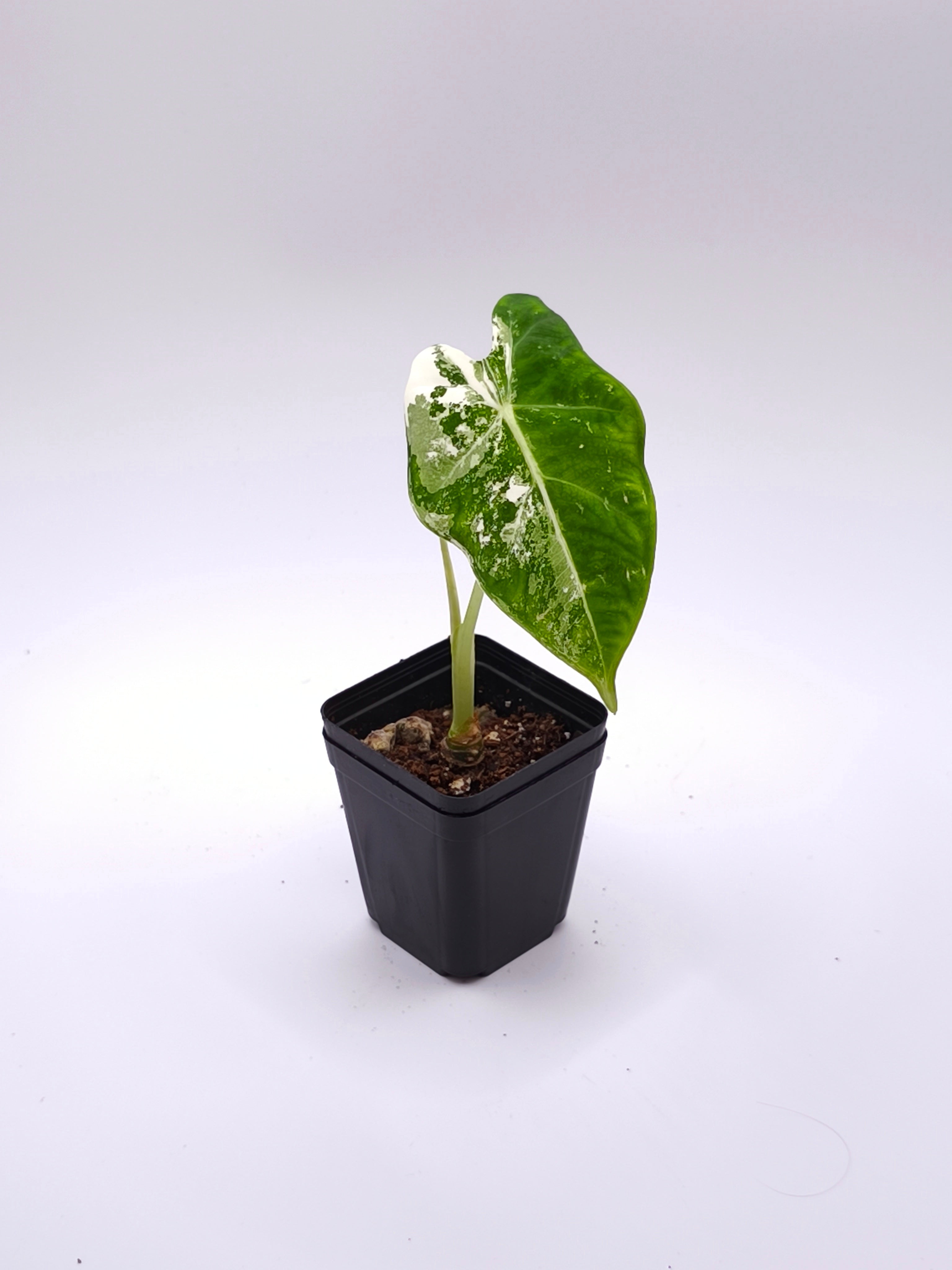 Alocasia Frydek Albo Variegata