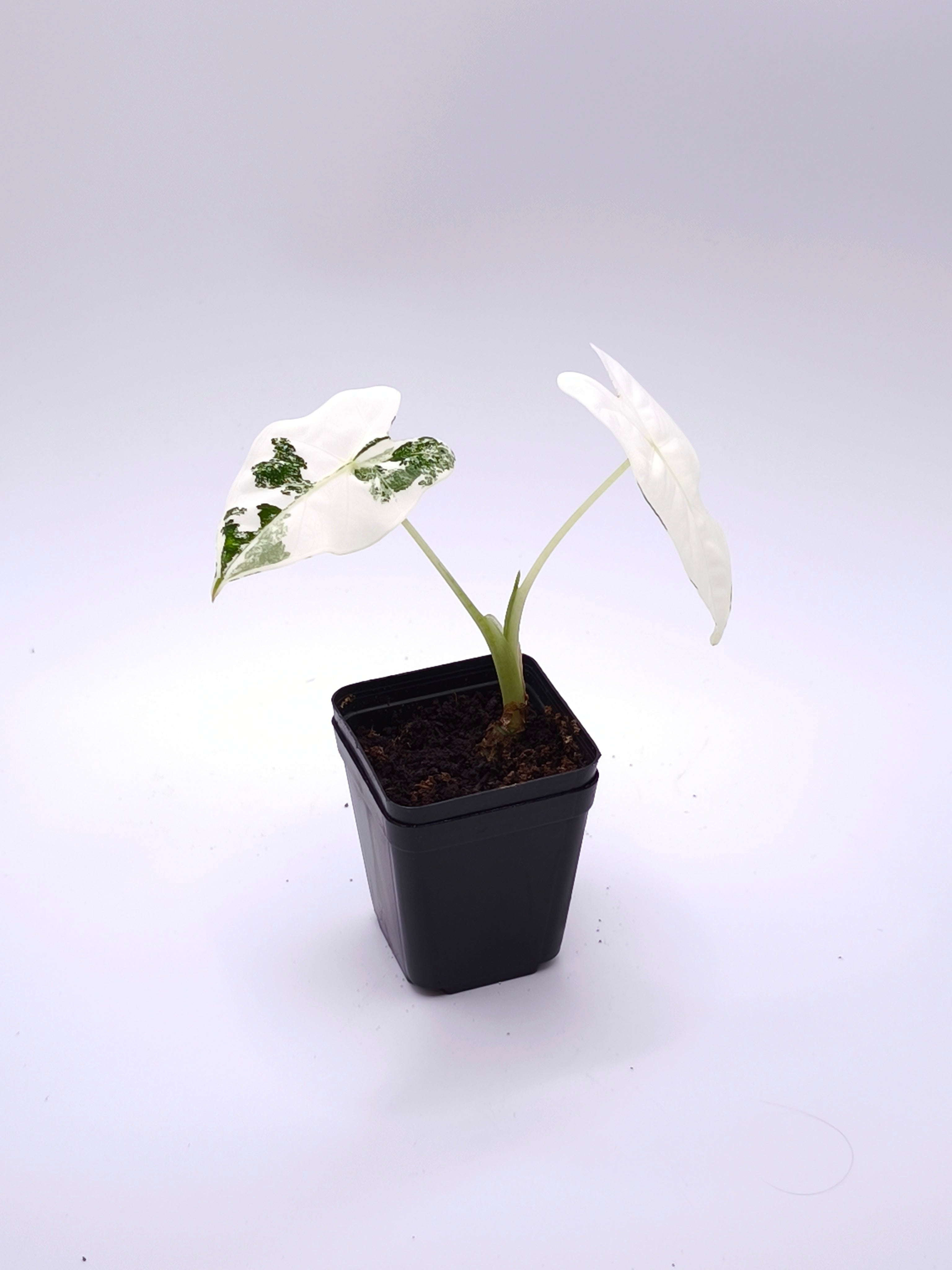 Alocasia Frydek Albo Variegata