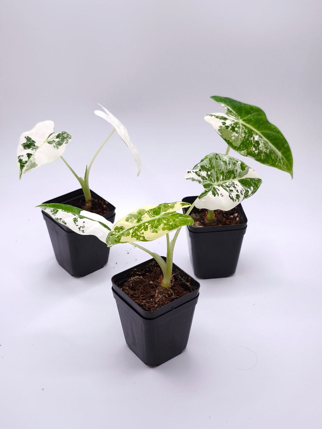 Alocasia Frydek Albo Variegata
