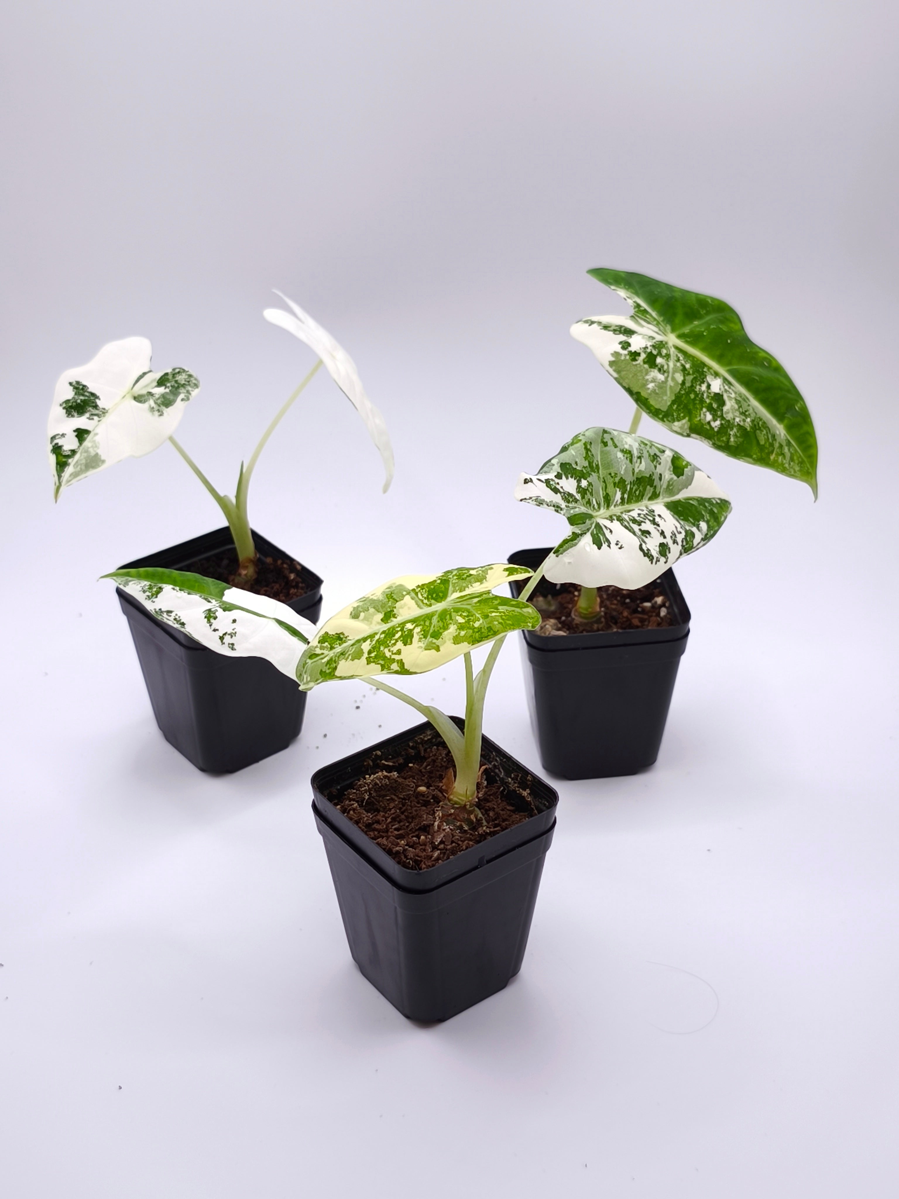 Alocasia Frydek Albo Variegata