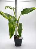 Philodendron Domesticum Variegata