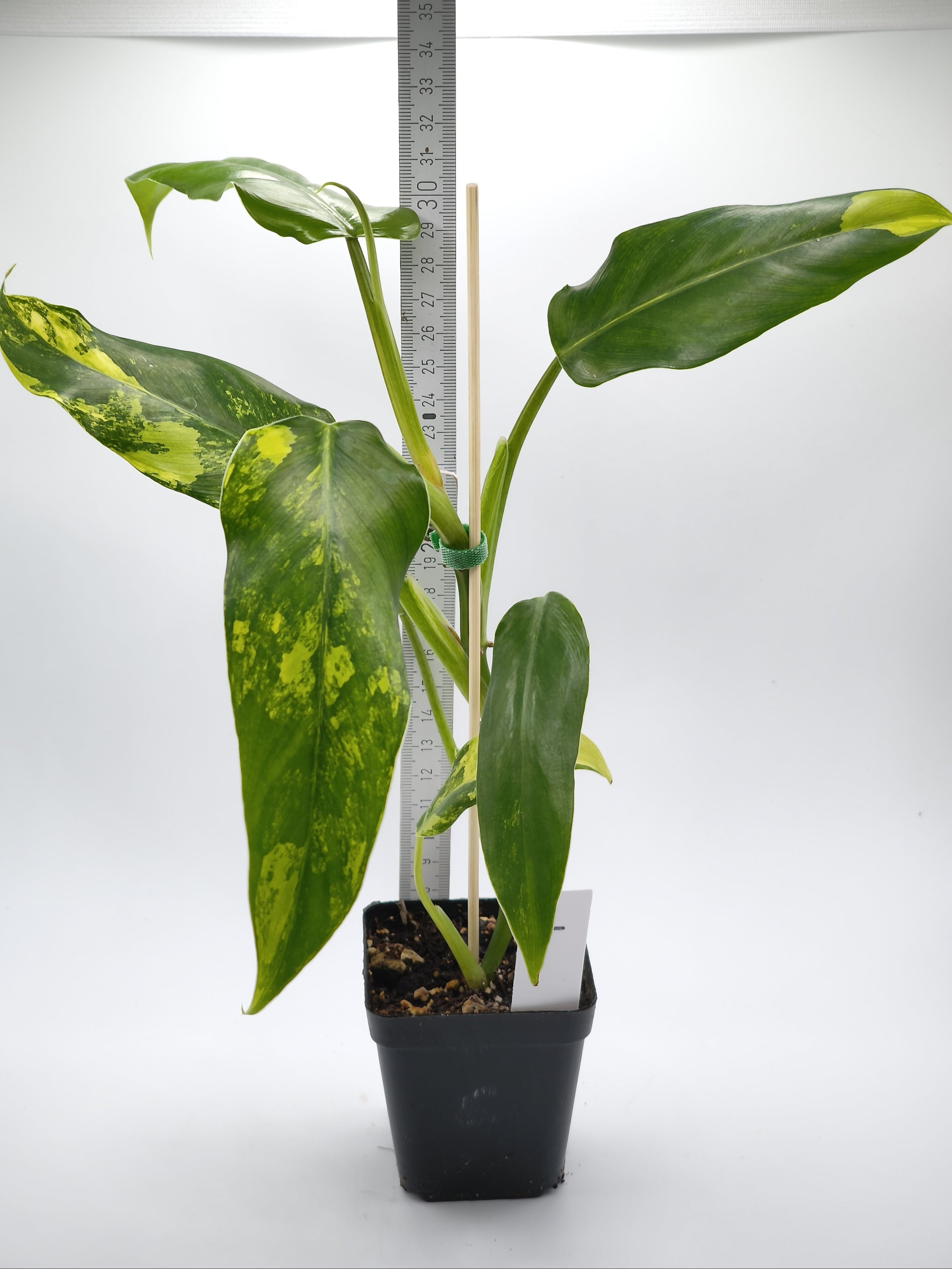 Philodendron Domesticum Variegata