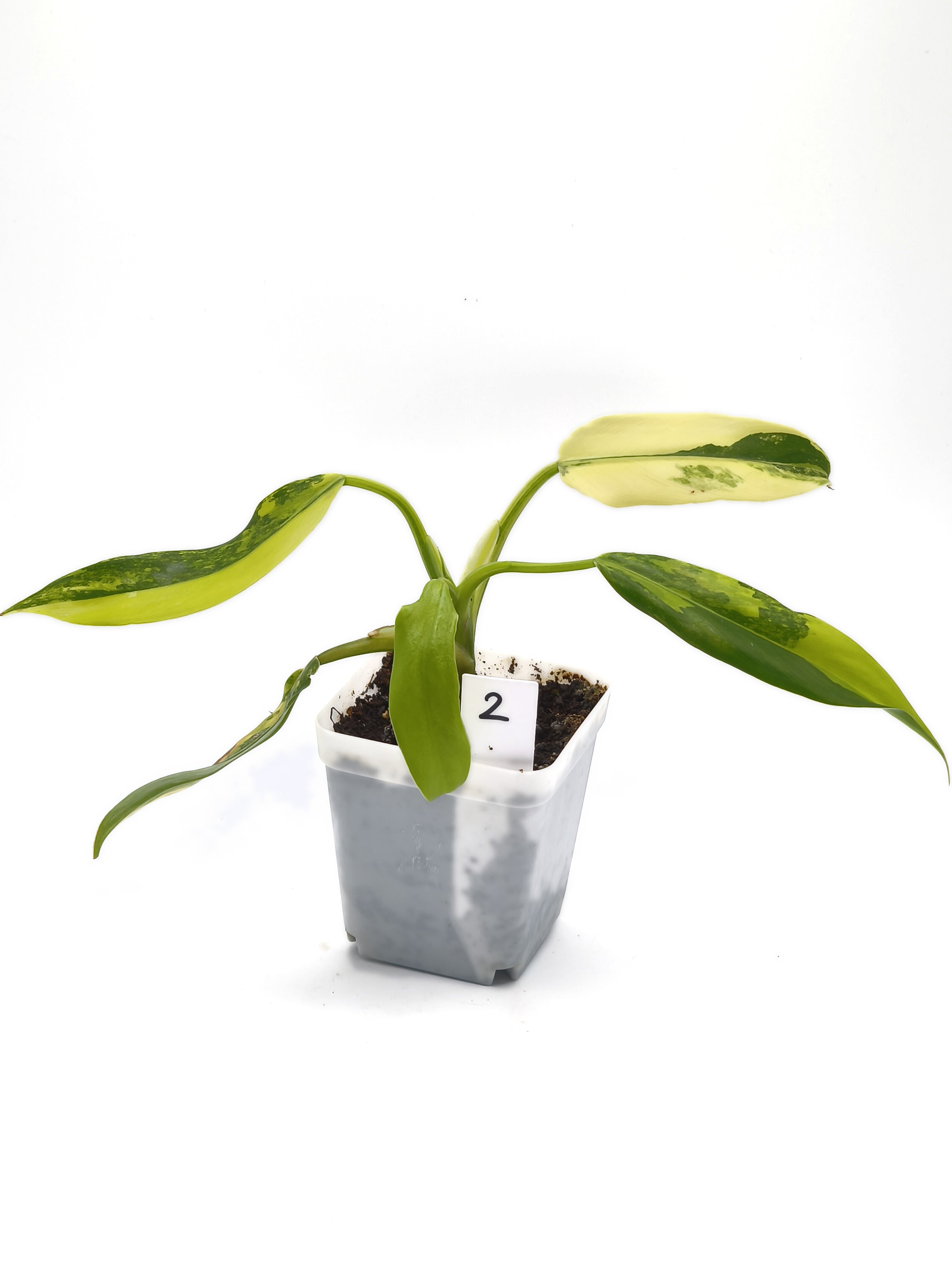 Philodendron Domesticum Variegata