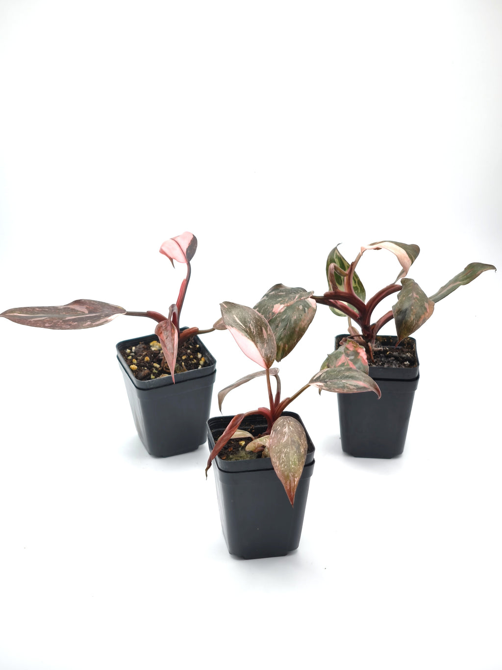 Philodendron Pink Princess Marble