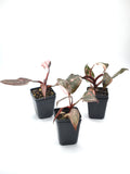Philodendron Pink Princess Marble