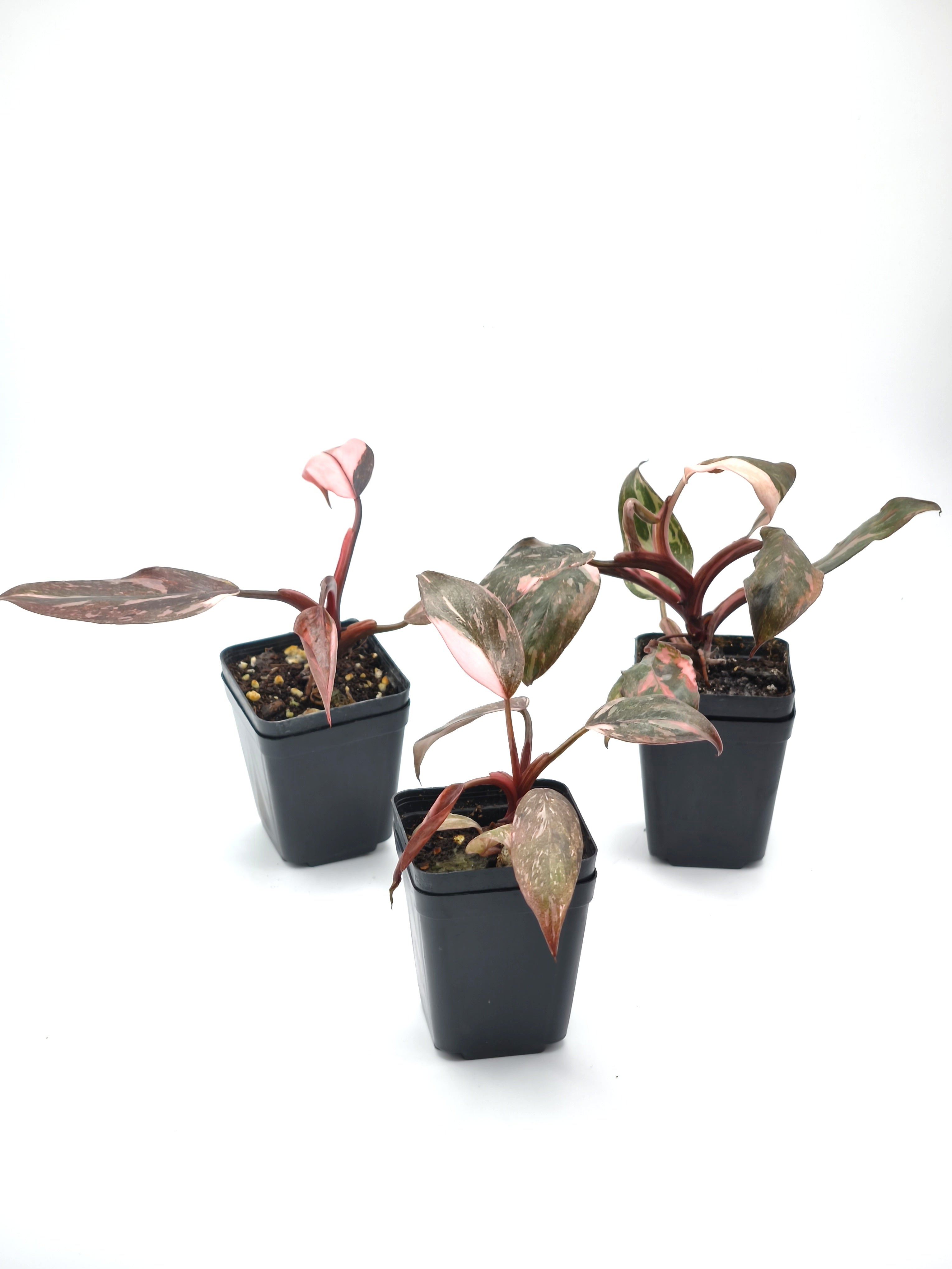 Philodendron Pink Princess Marble