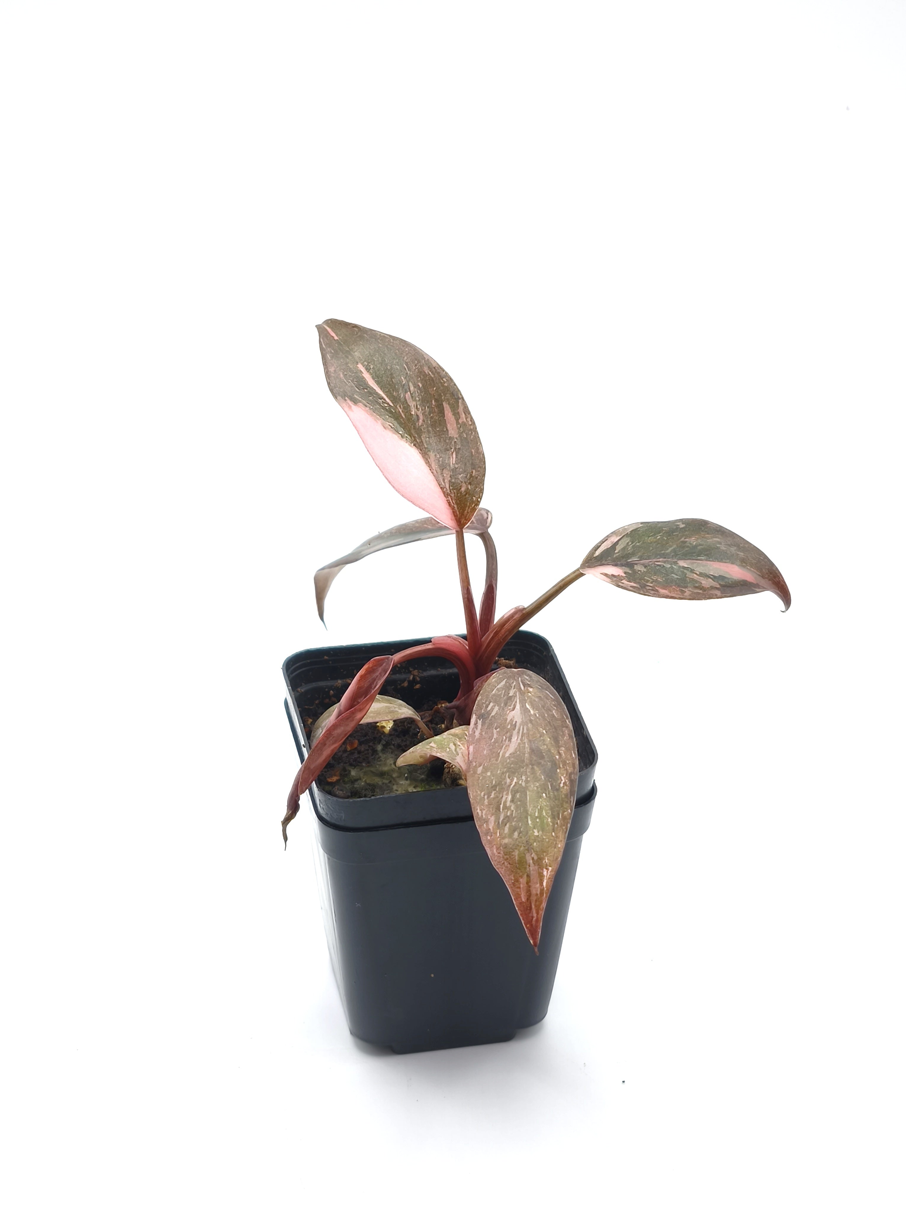 Philodendron Pink Princess Marble