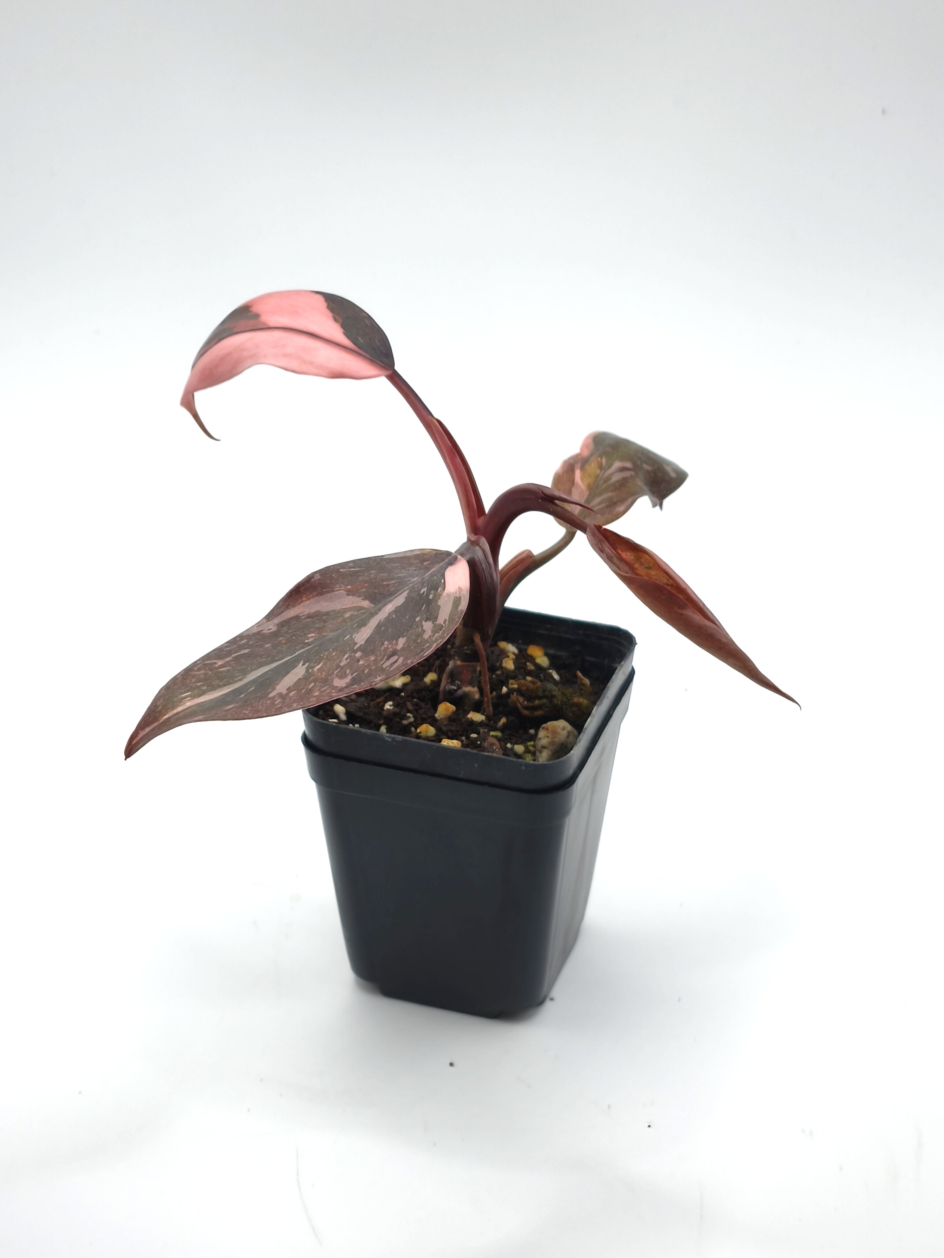 Philodendron Pink Princess Marble
