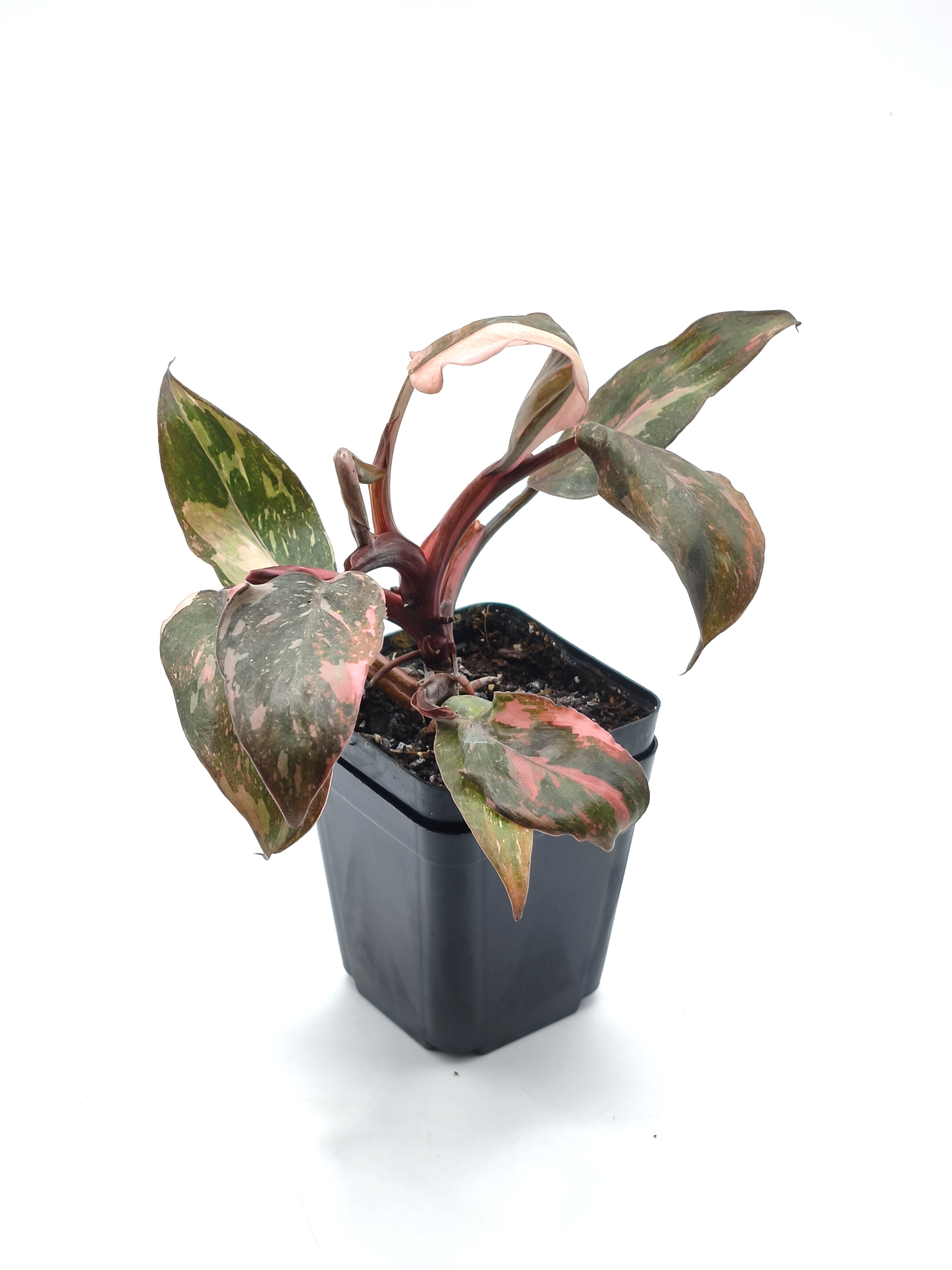 Philodendron Pink Princess Marble
