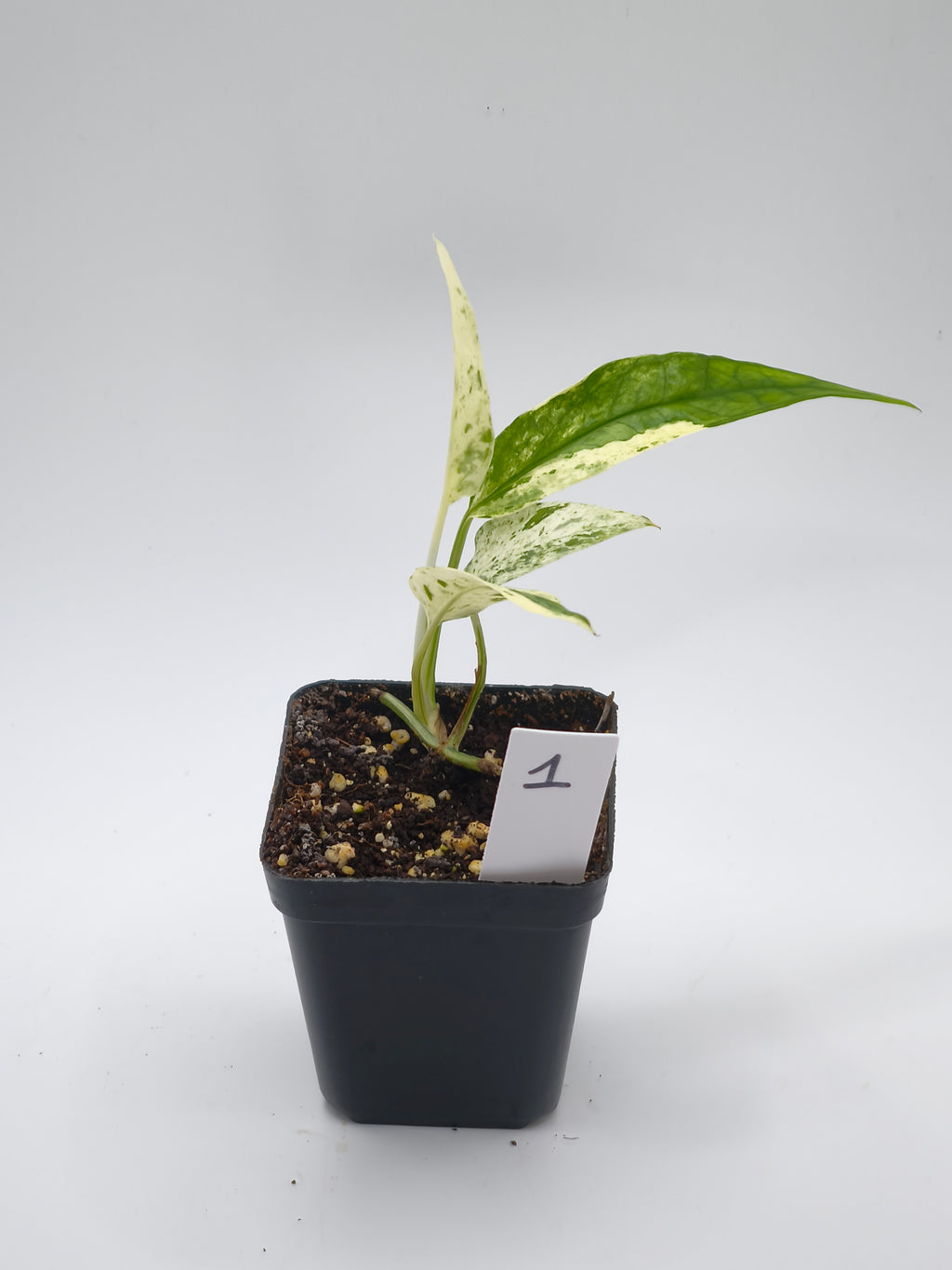 Epipremnu Pinnatum Cebu Blue Variegata