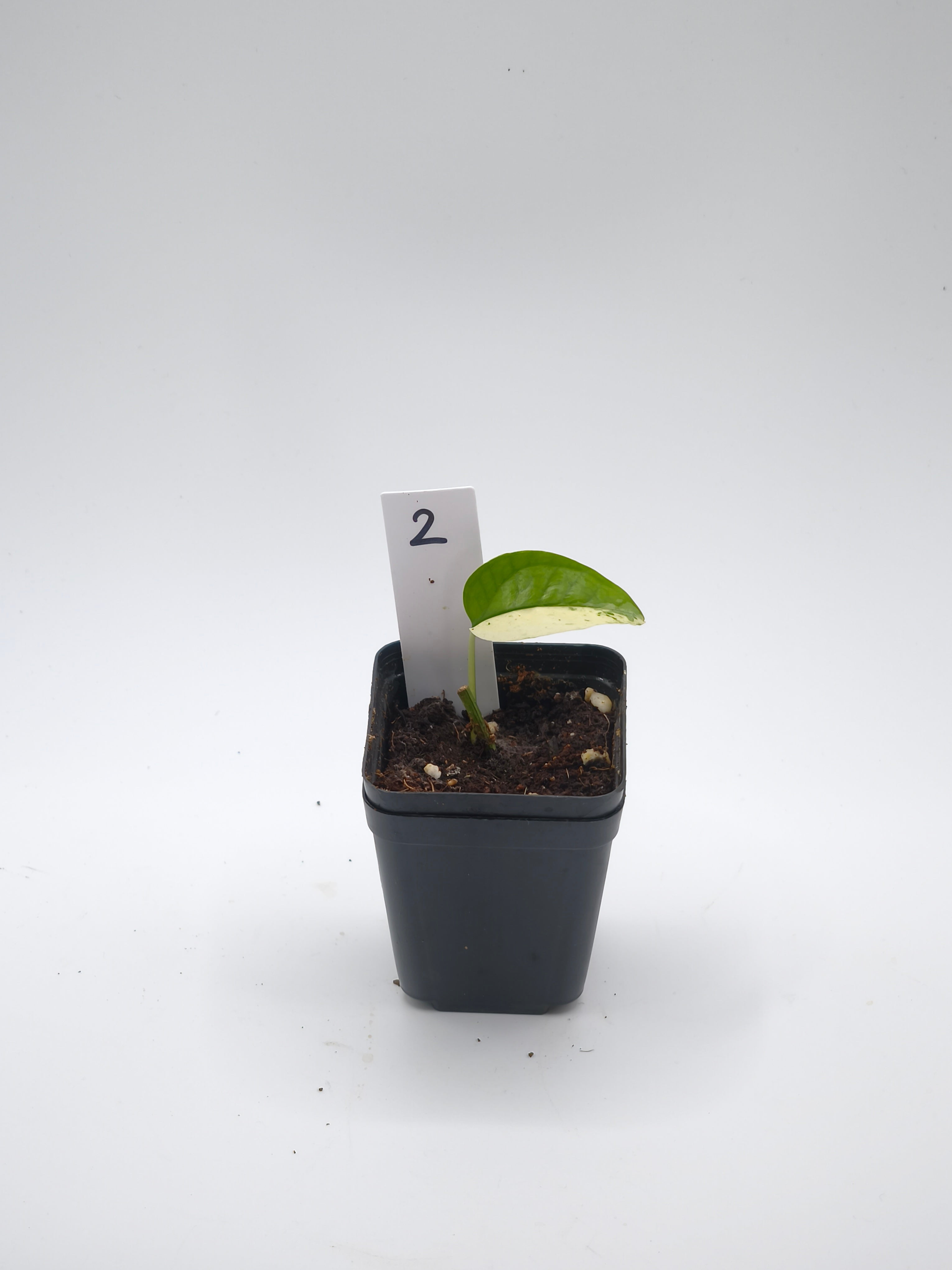 Epipremnu Pinnatum Cebu Blue Variegata