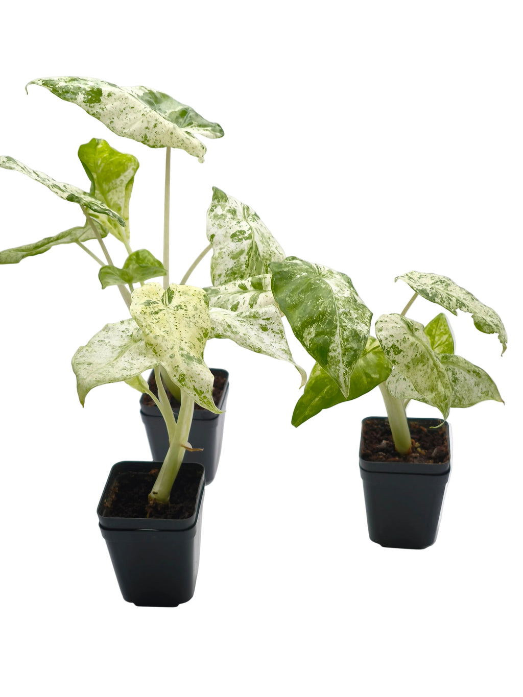 Alocasia Odora Batik