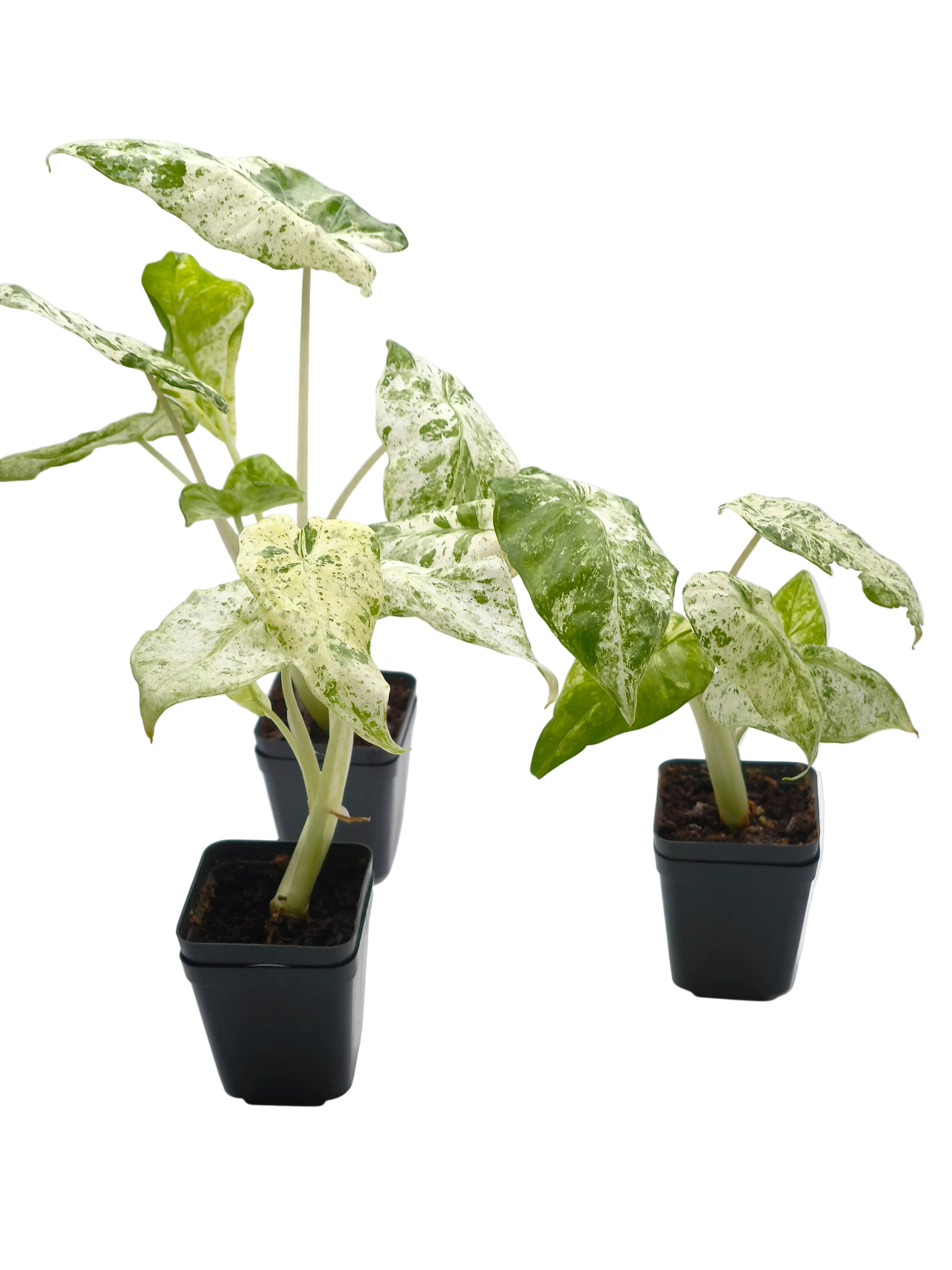 Alocasia Odora Batik