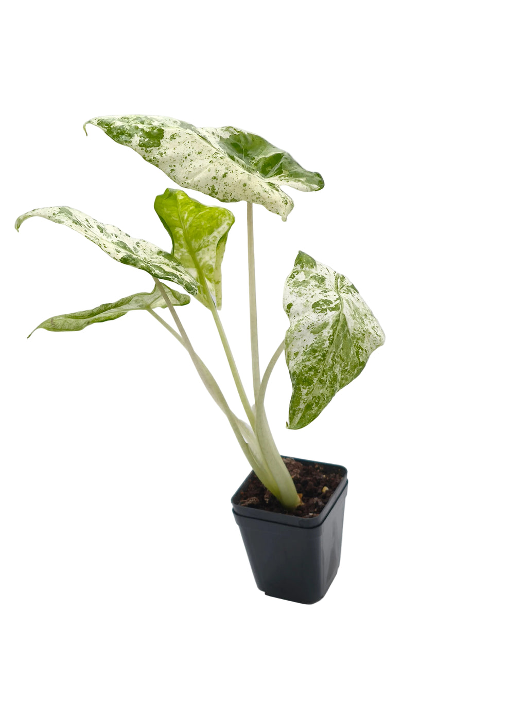 Alocasia Odora Batik