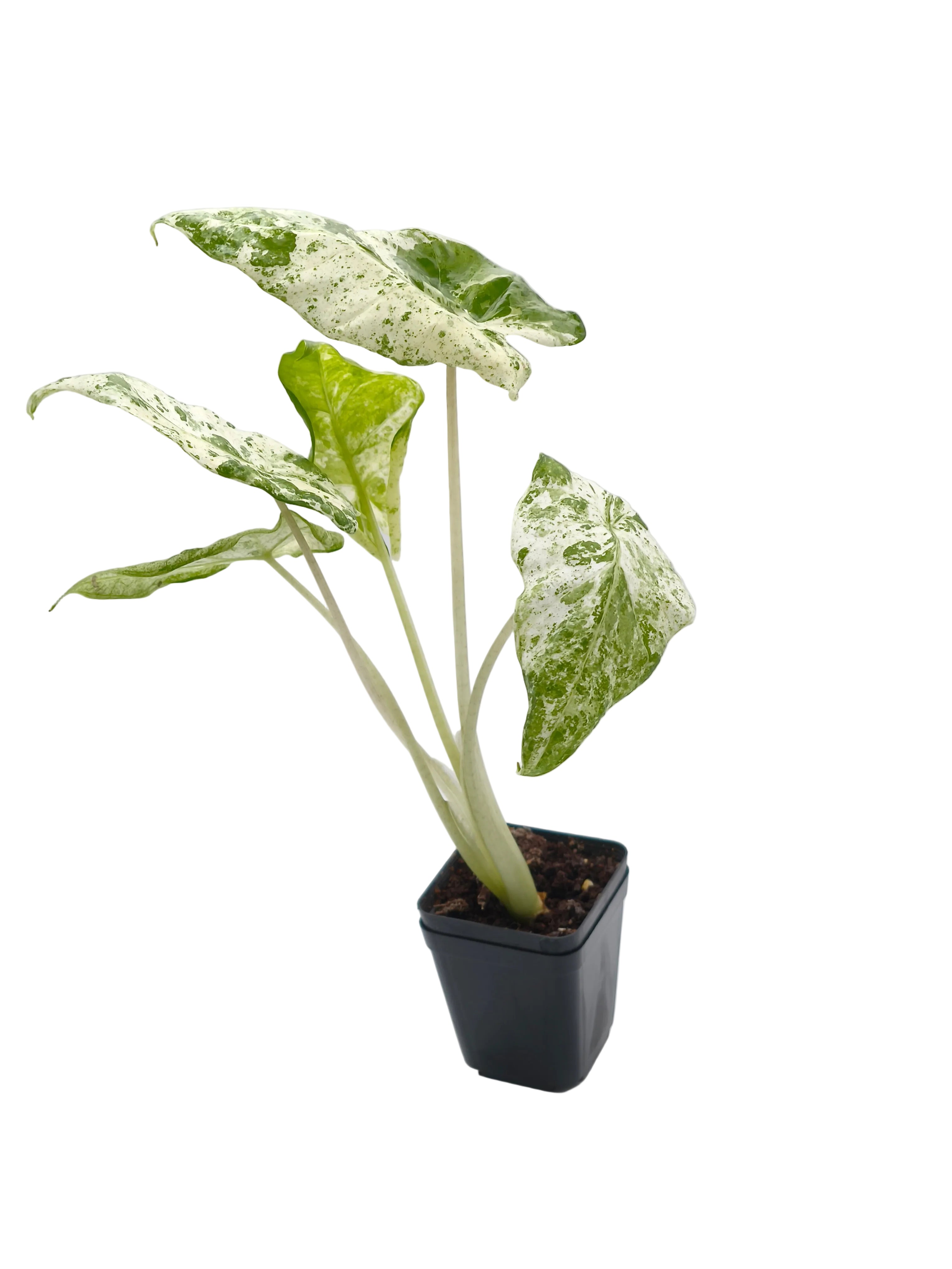 Alocasia Odora Batik