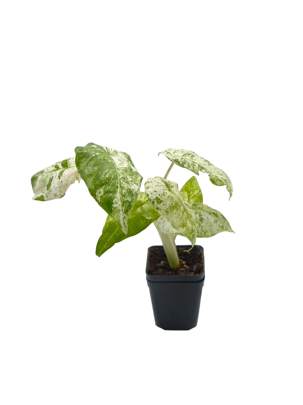 Alocasia Odora Batik