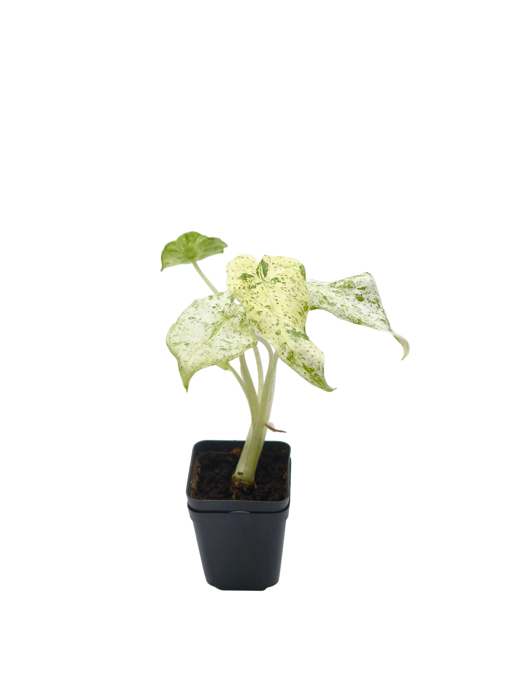 Alocasia Odora Batik