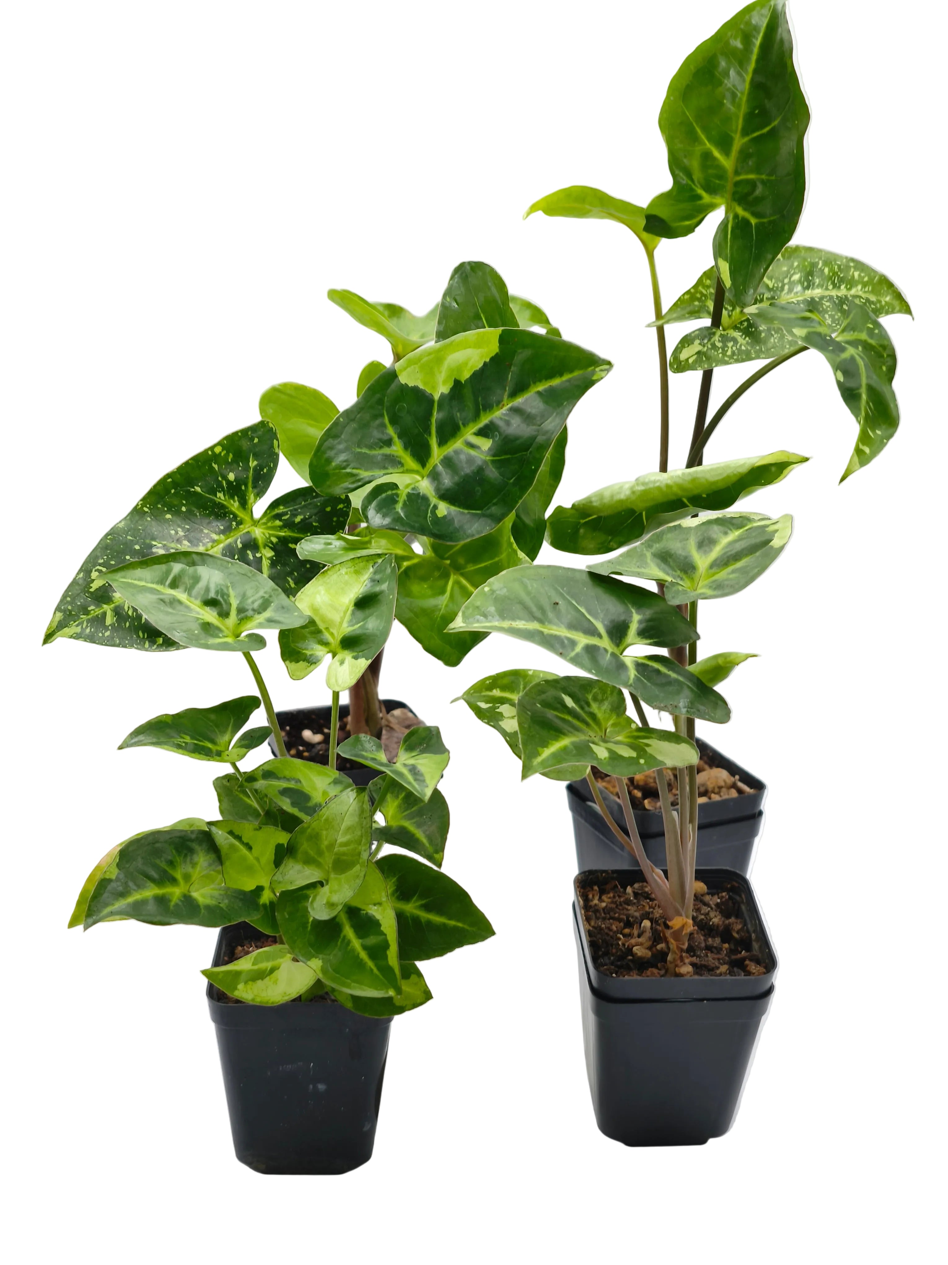 Syngonium Panda