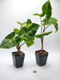 Syngonium Panda