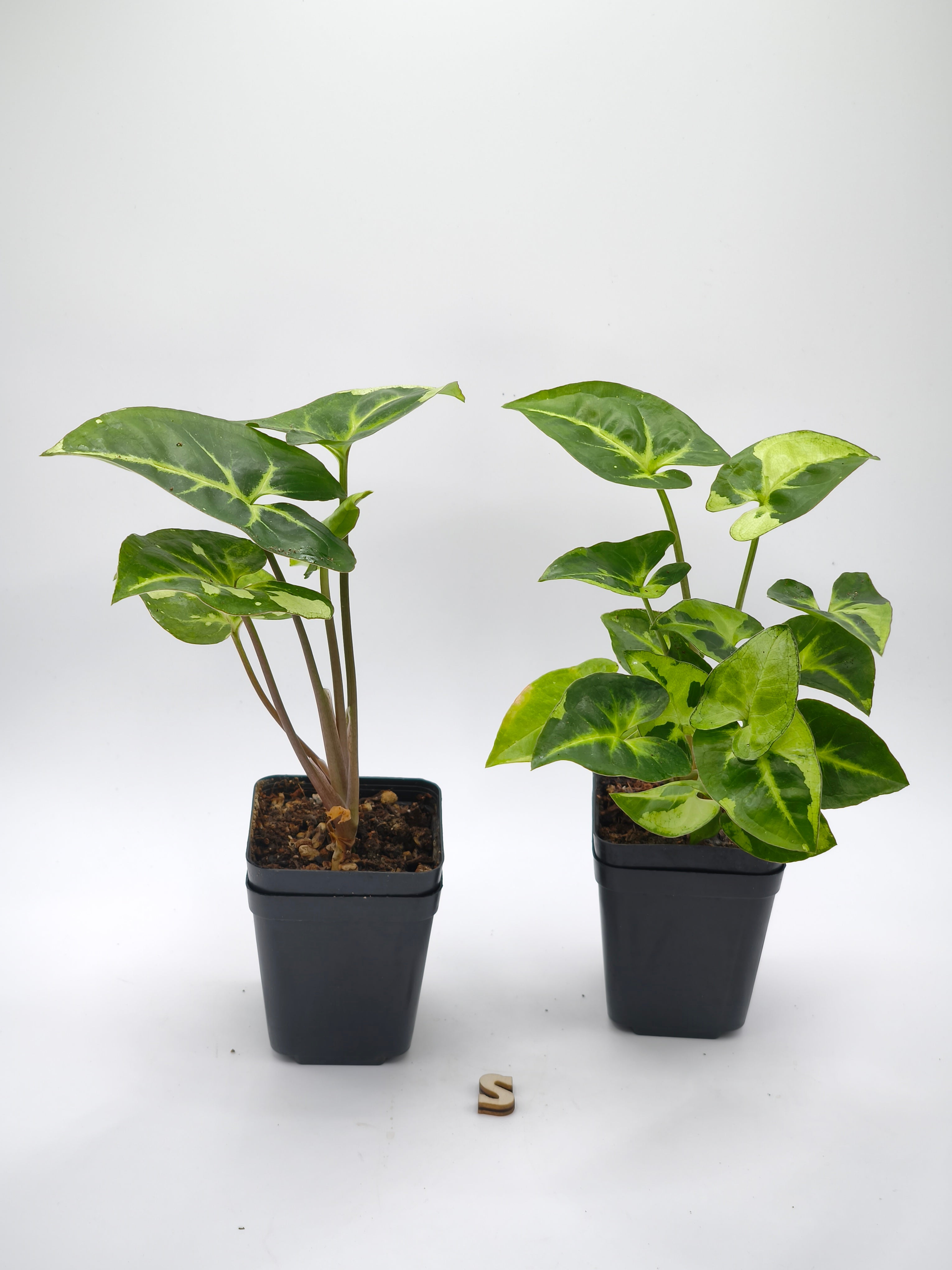 Syngonium Panda