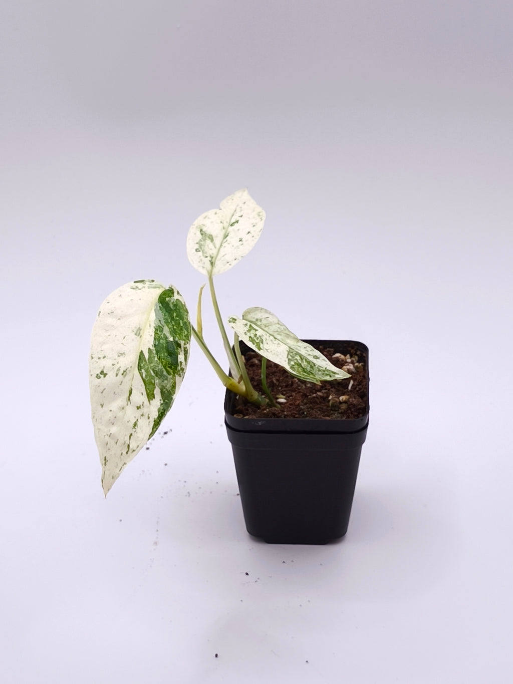 Epipremnum Sp. Bali Hanoman