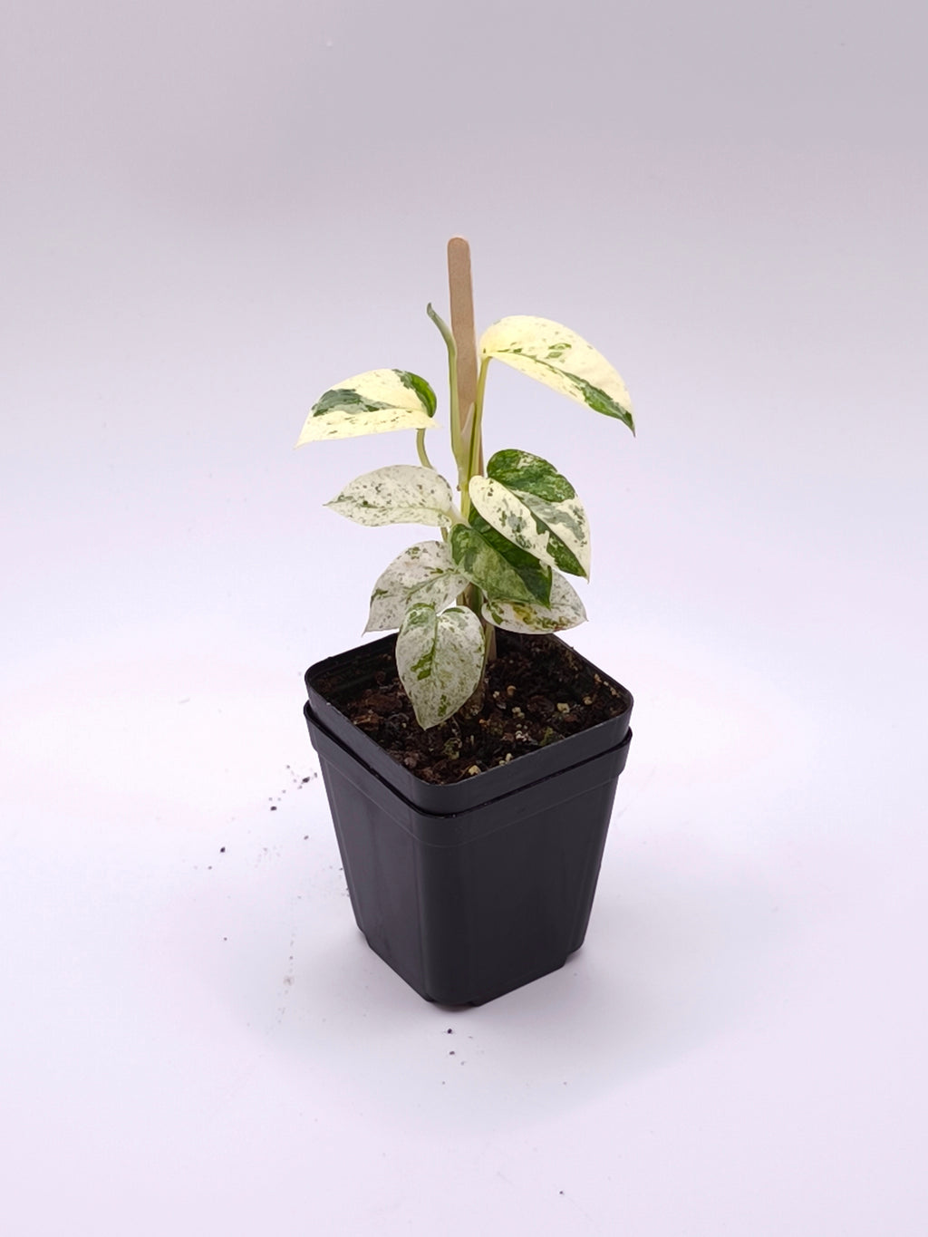 Epipremnum Sp. Bali Hanoman
