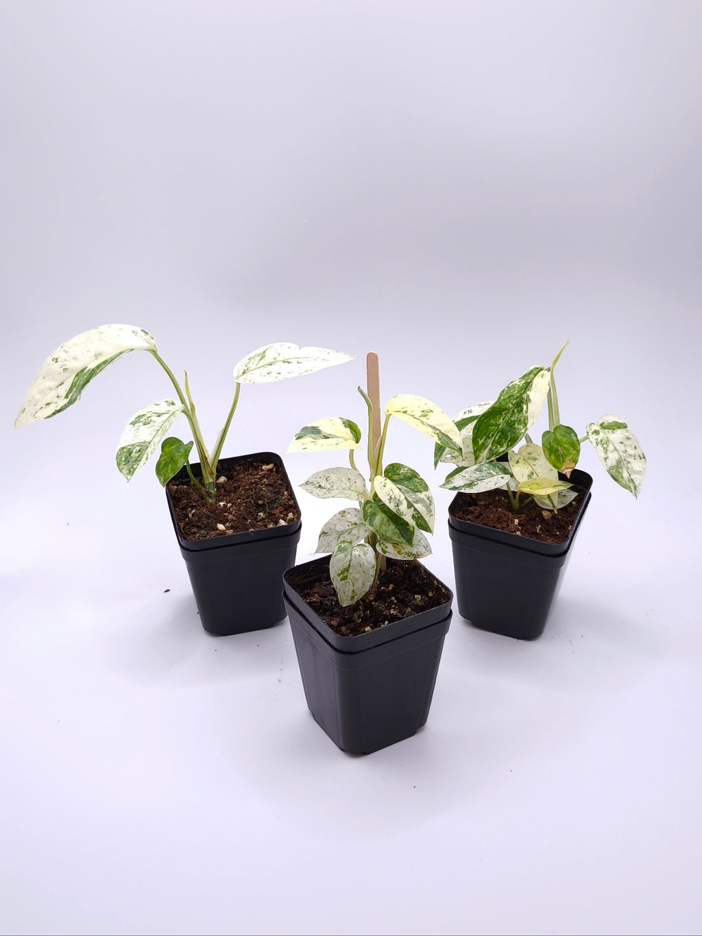 Epipremnum Sp. Bali Hanoman