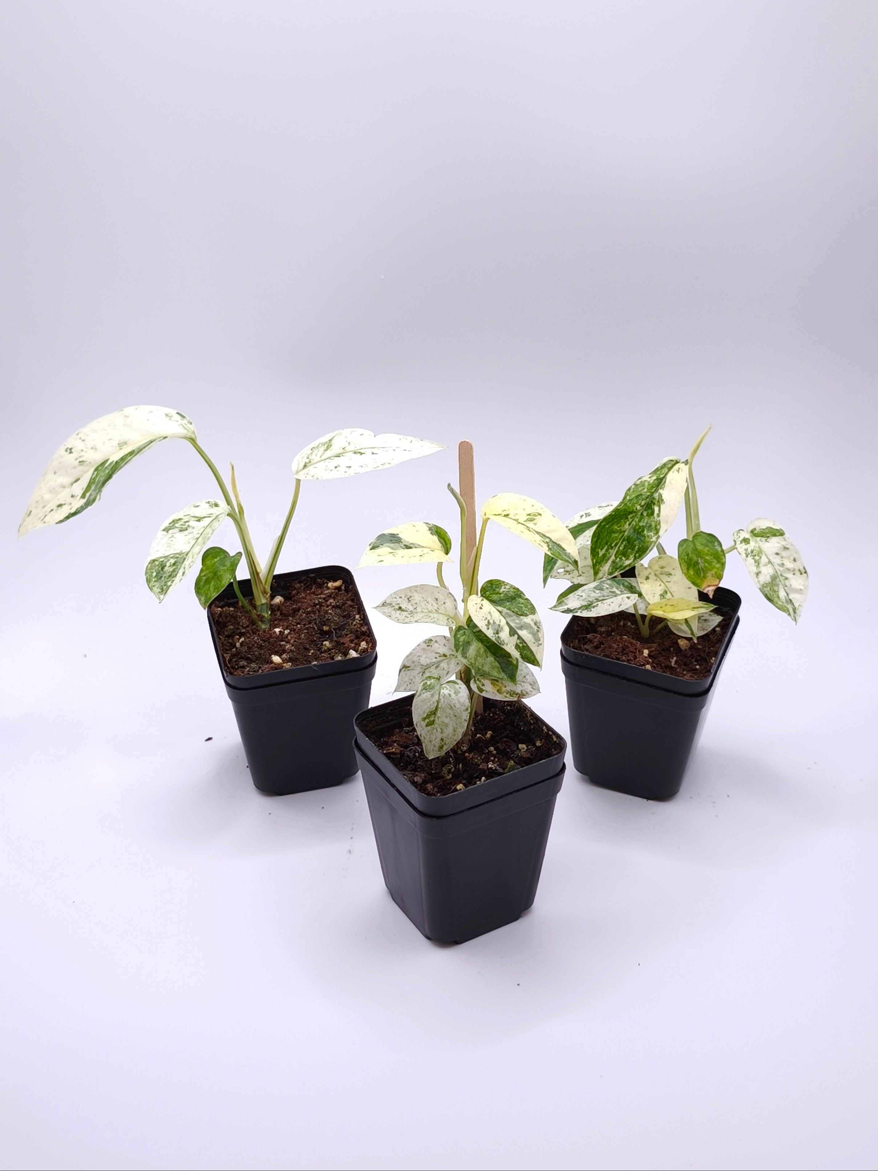 Epipremnum Sp. Bali Hanoman