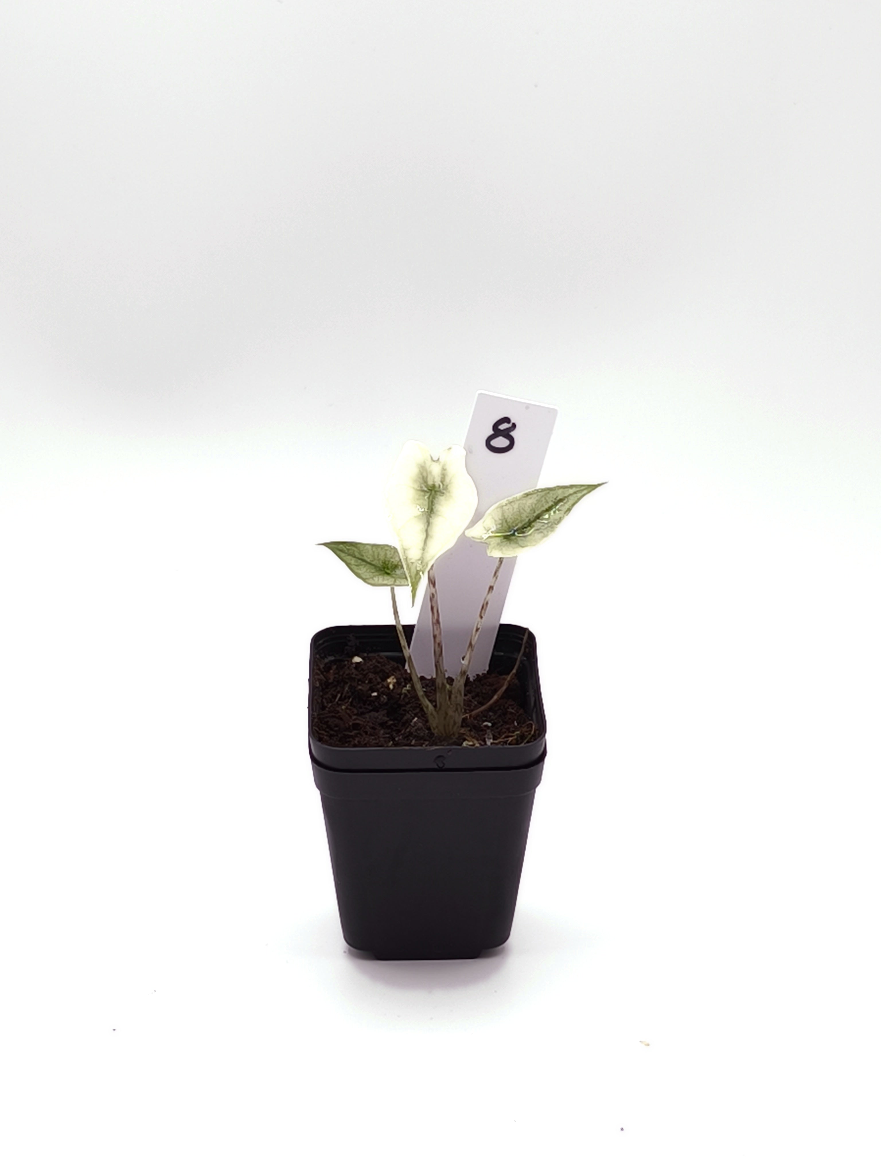 Alocasia Zebrina Mint Variegata