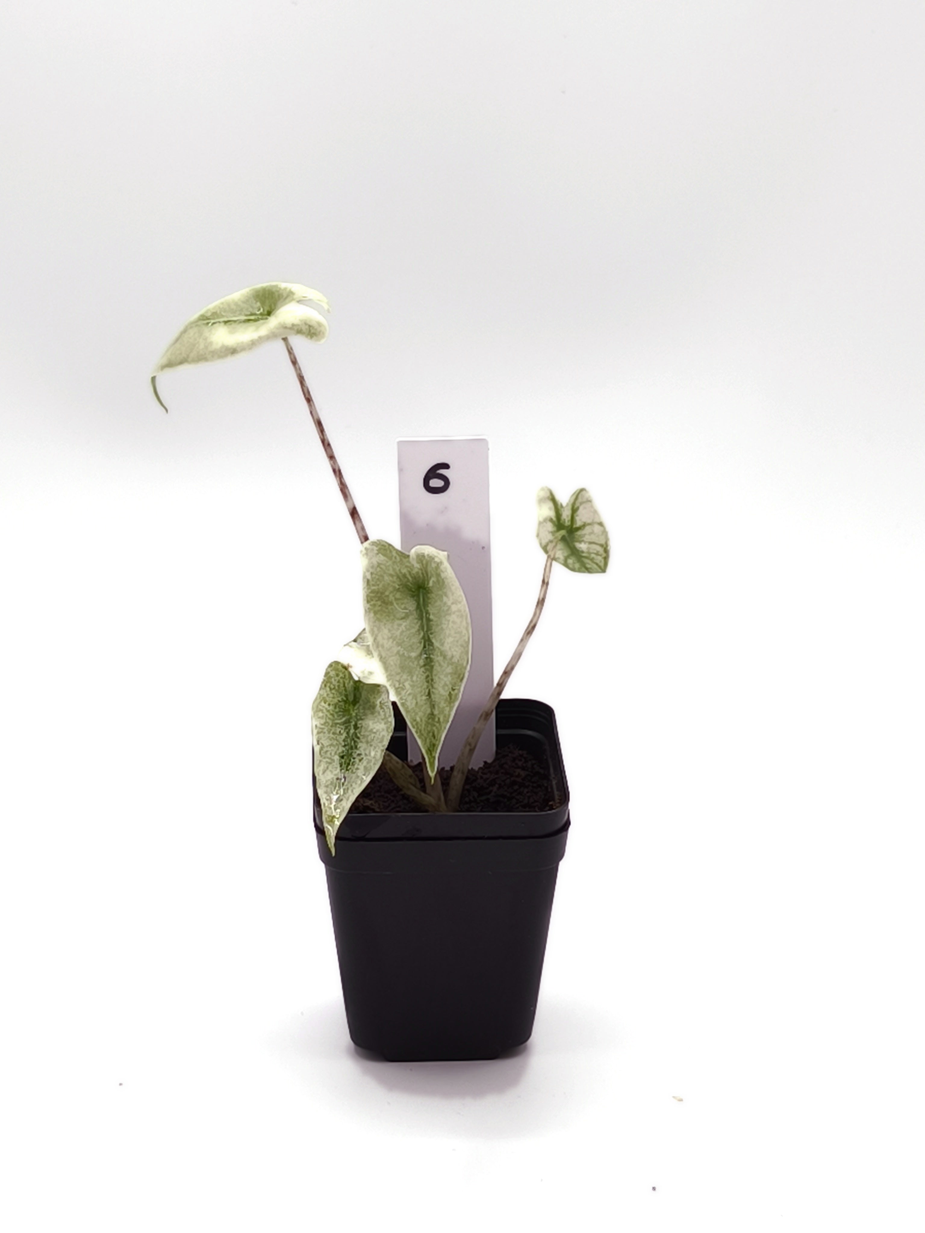 Alocasia Zebrina Mint Variegata