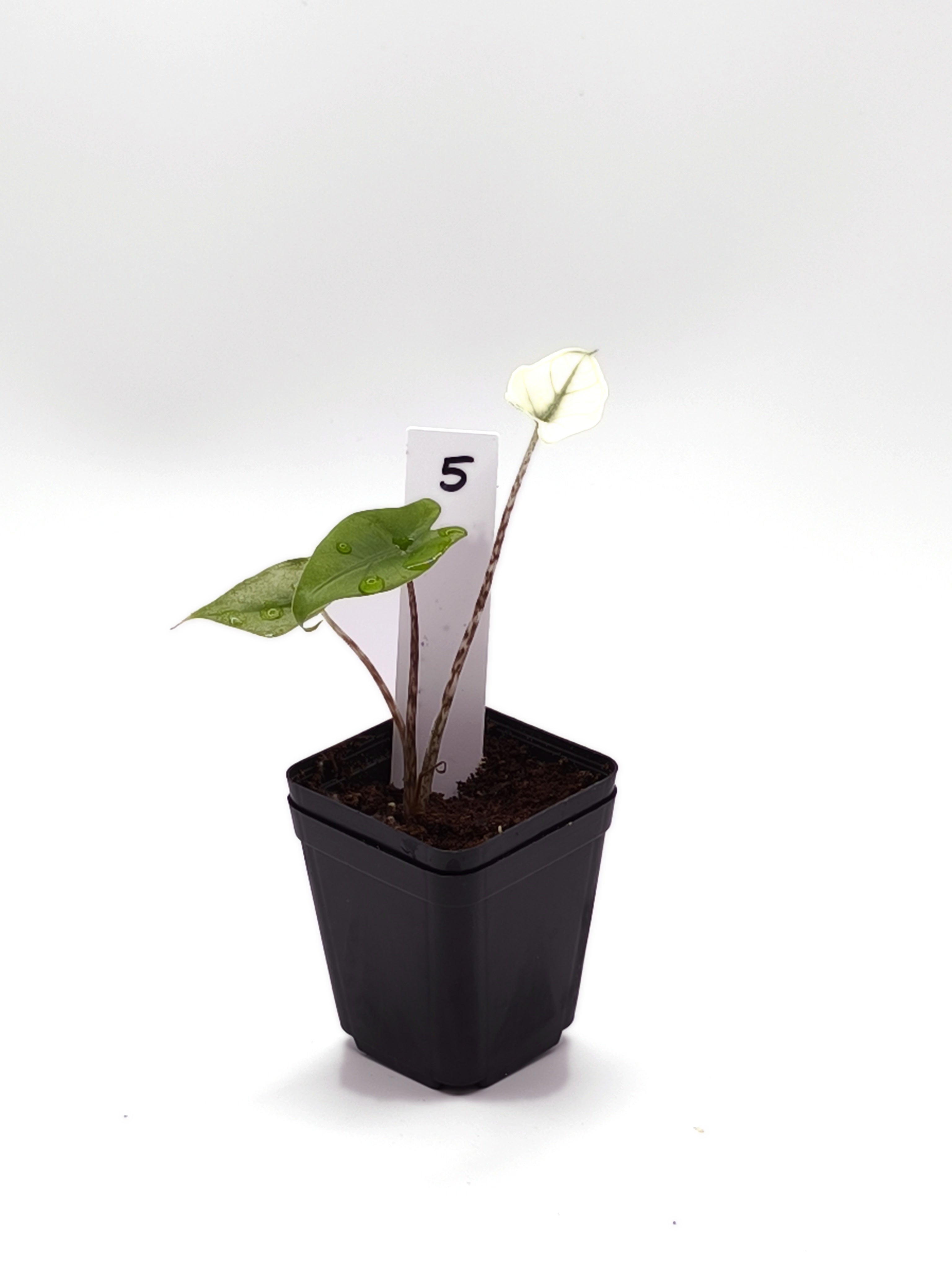 Alocasia Zebrina Mint Variegata